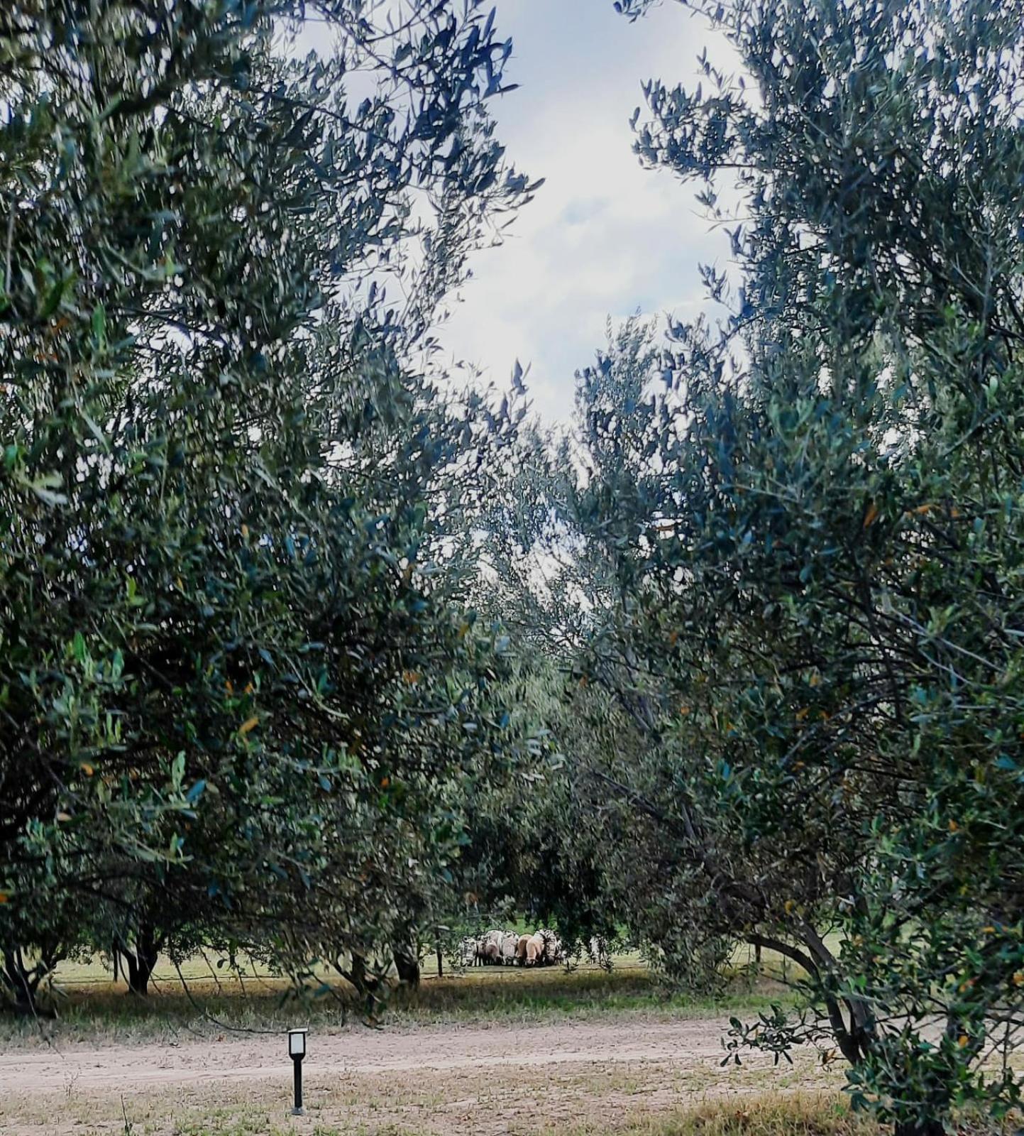 Finca La Calma
