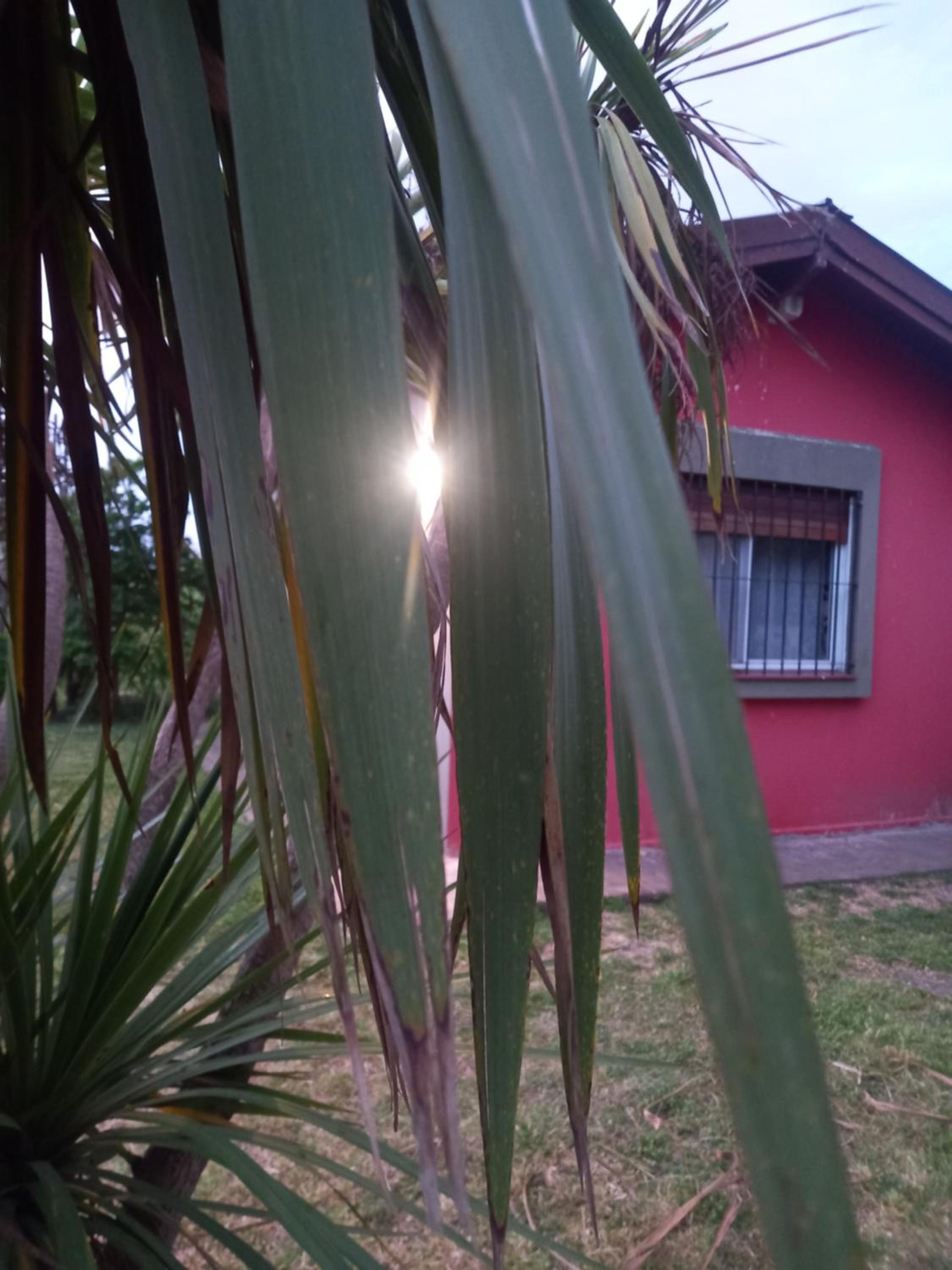 El campito