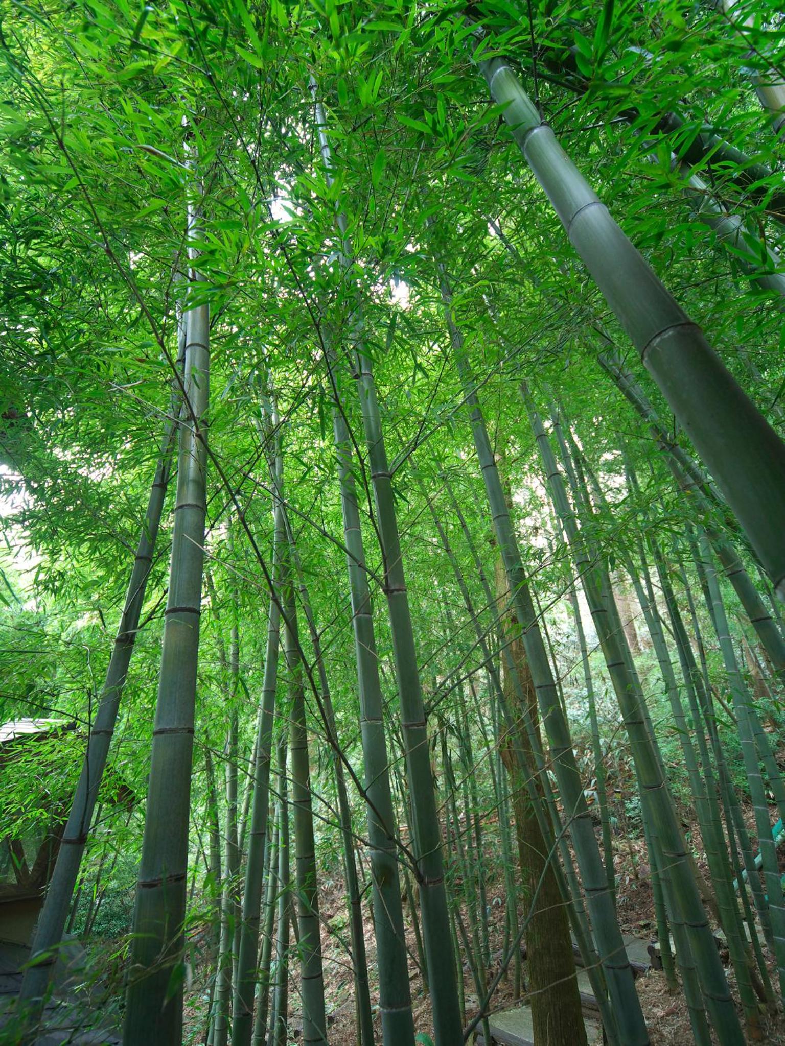 Hakone Tokinoshizuku 38