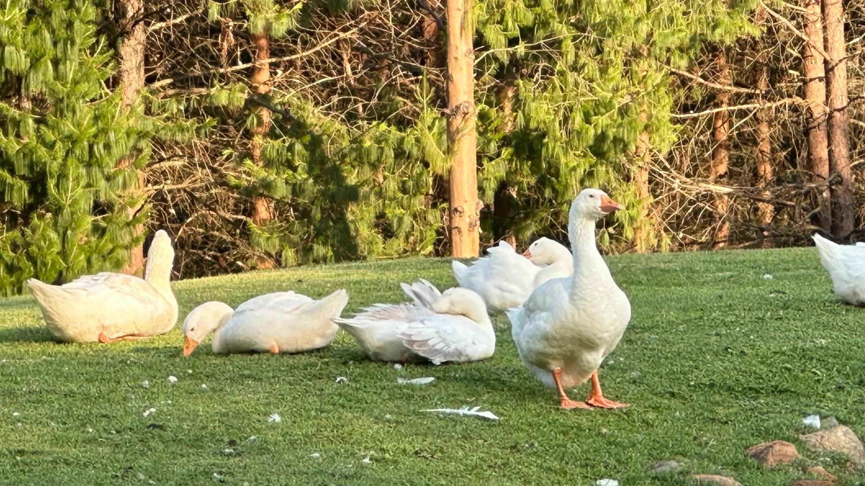 Dullstroom Self Catering Blue Crane Estate 66