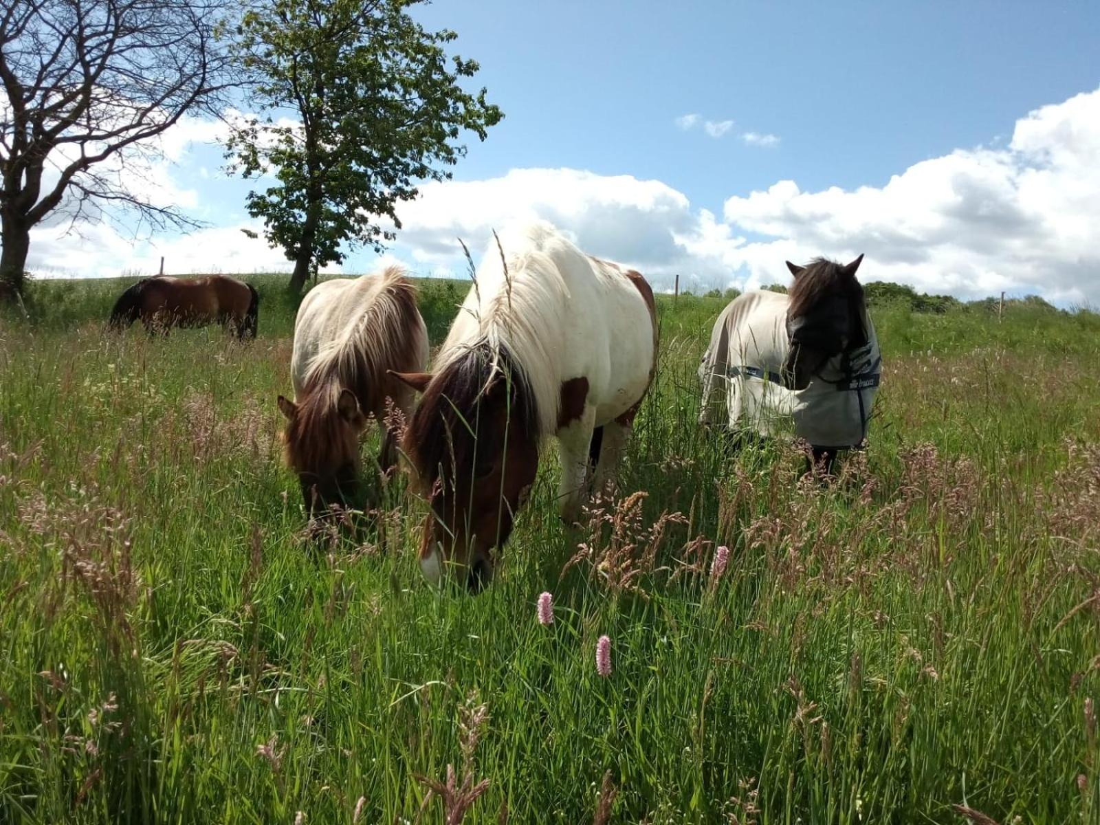 Große Ferienwohnung auf Pferdehof Mitten in der Natur
