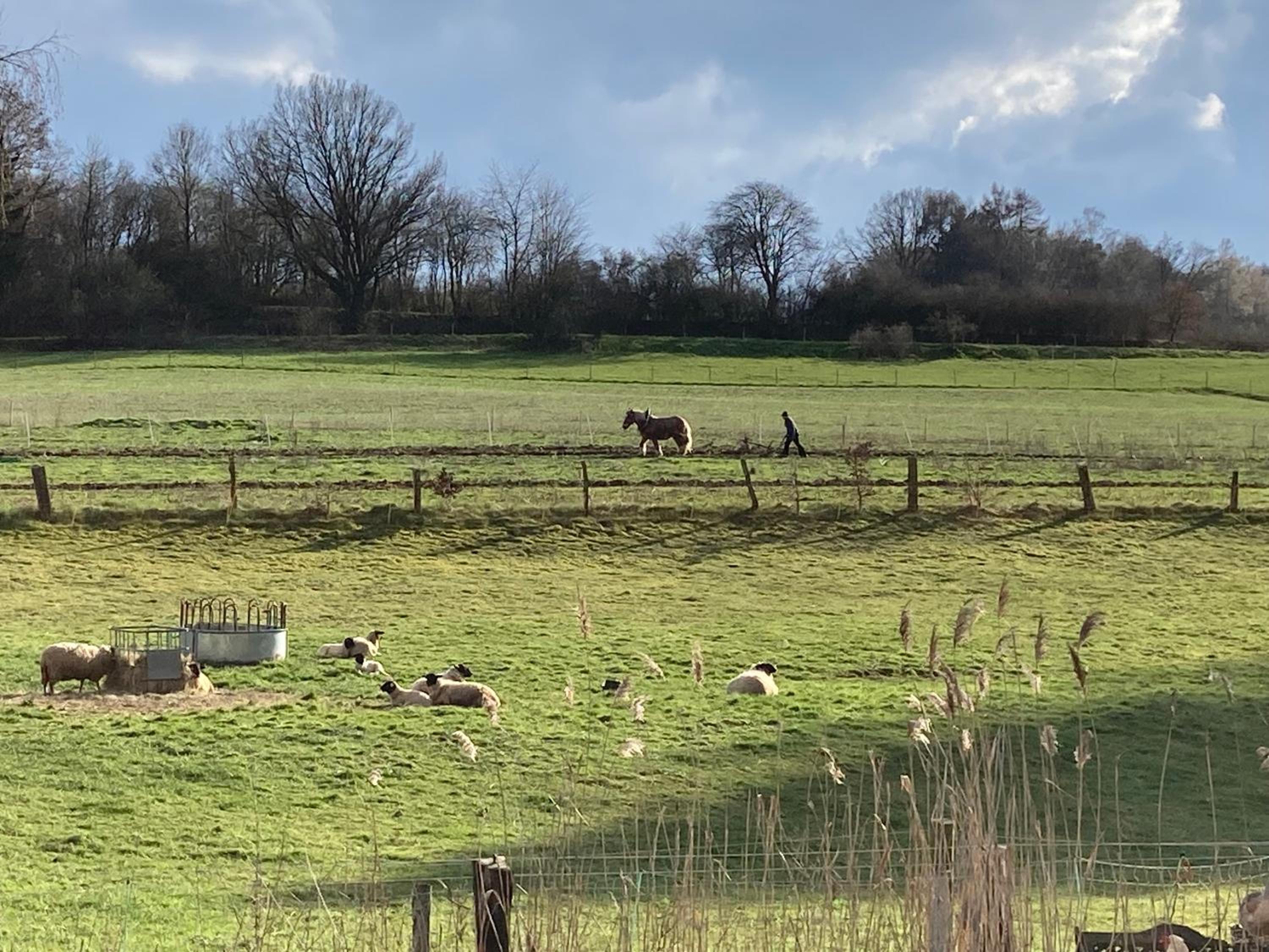 Große Ferienwohnung auf Pferdehof Mitten in der Natur