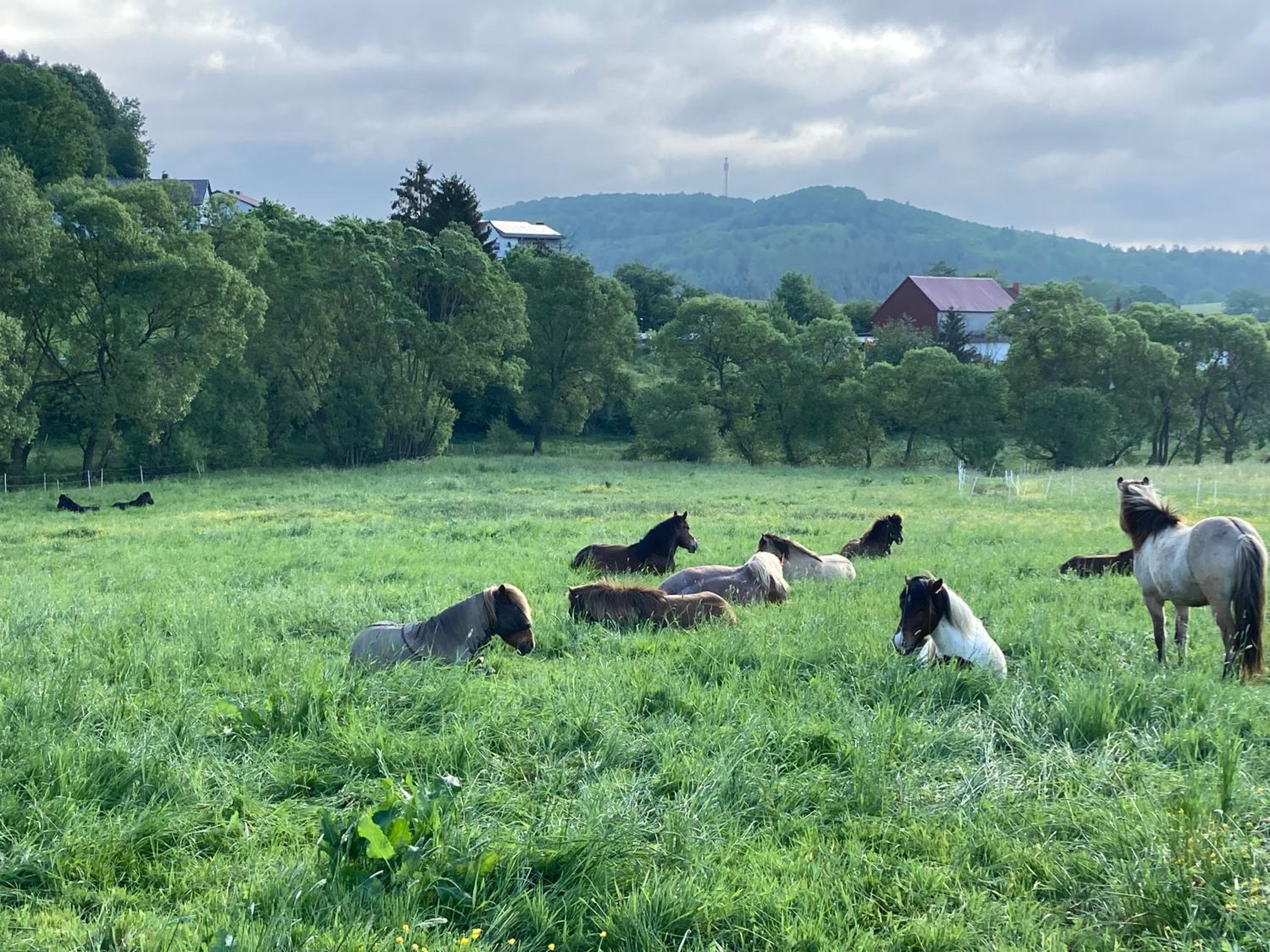Große Ferienwohnung auf Pferdehof Mitten in der Natur