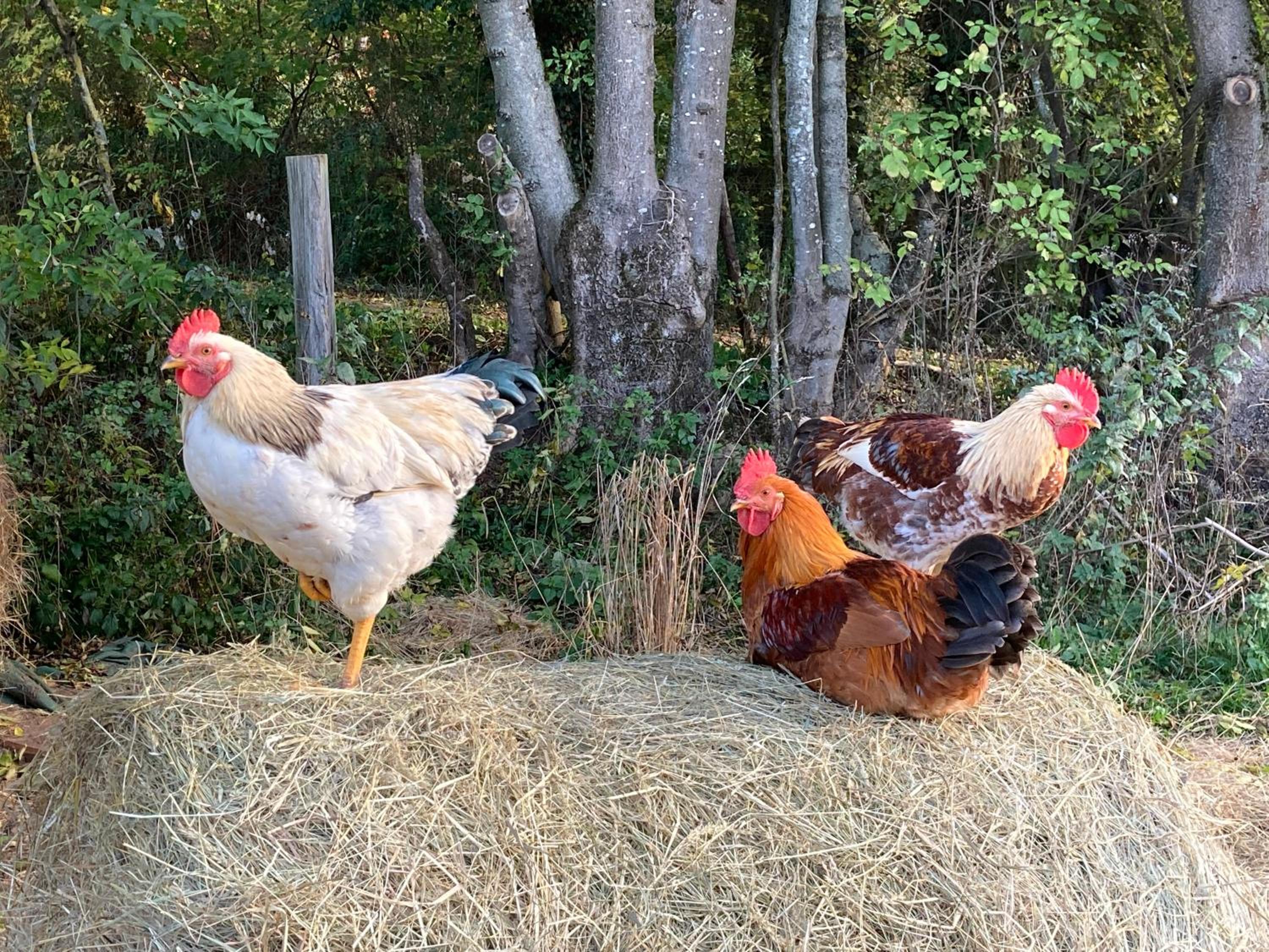Große Ferienwohnung auf Pferdehof Mitten in der Natur