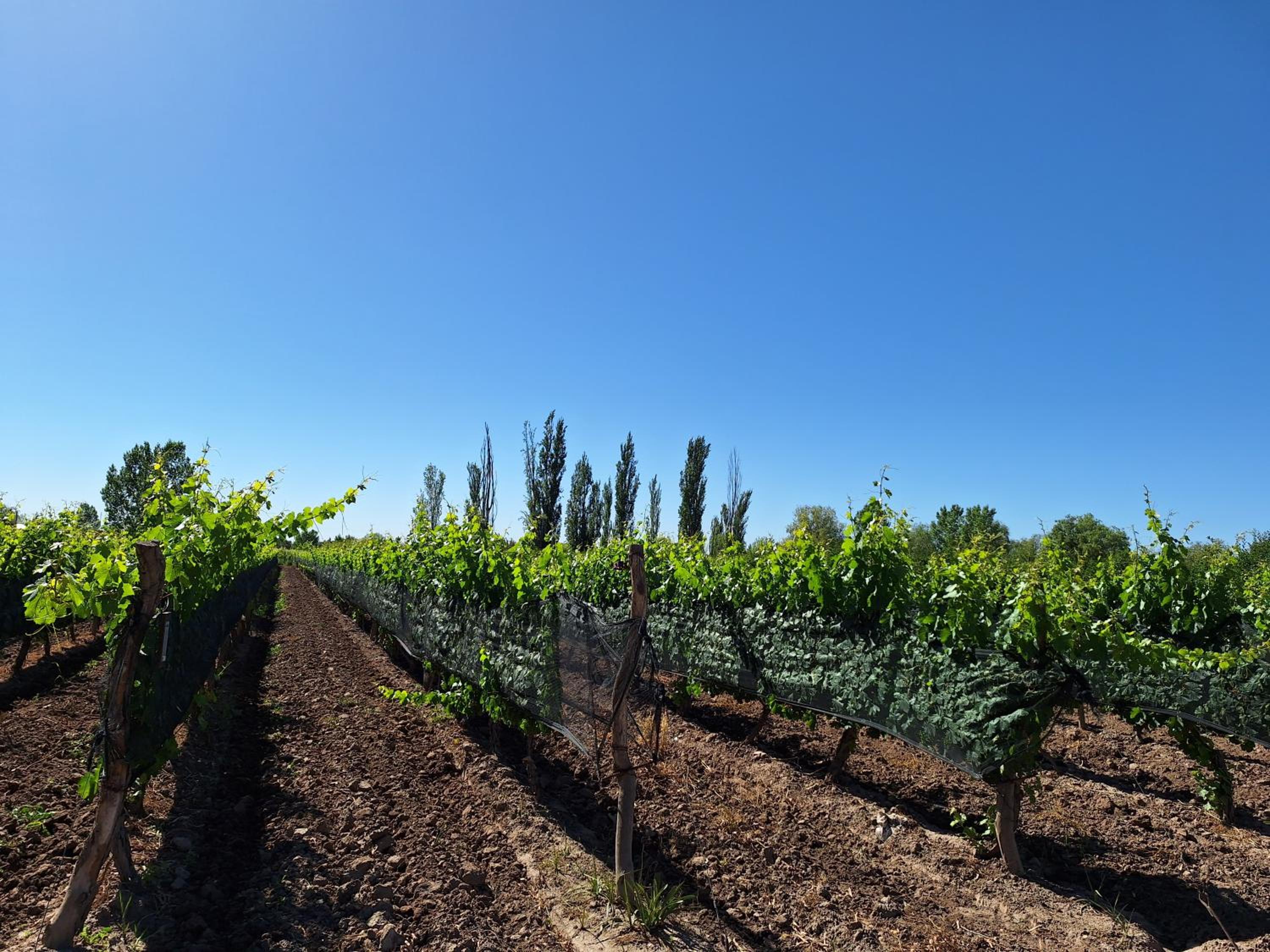 Escapada Exclusiva en Finca con Viñedos y Olivares Relájate en la Naturaleza con Confort y Encanto