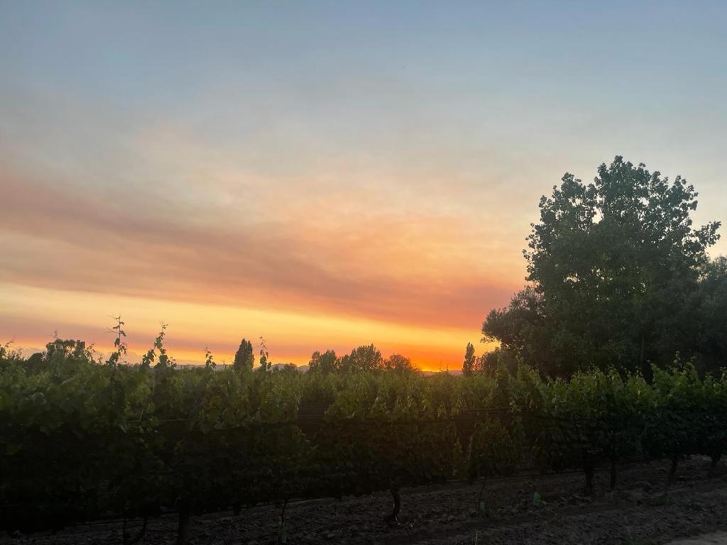 Escapada Exclusiva en Finca con Viñedos y Olivares Relájate en la Naturaleza con Confort y Encanto