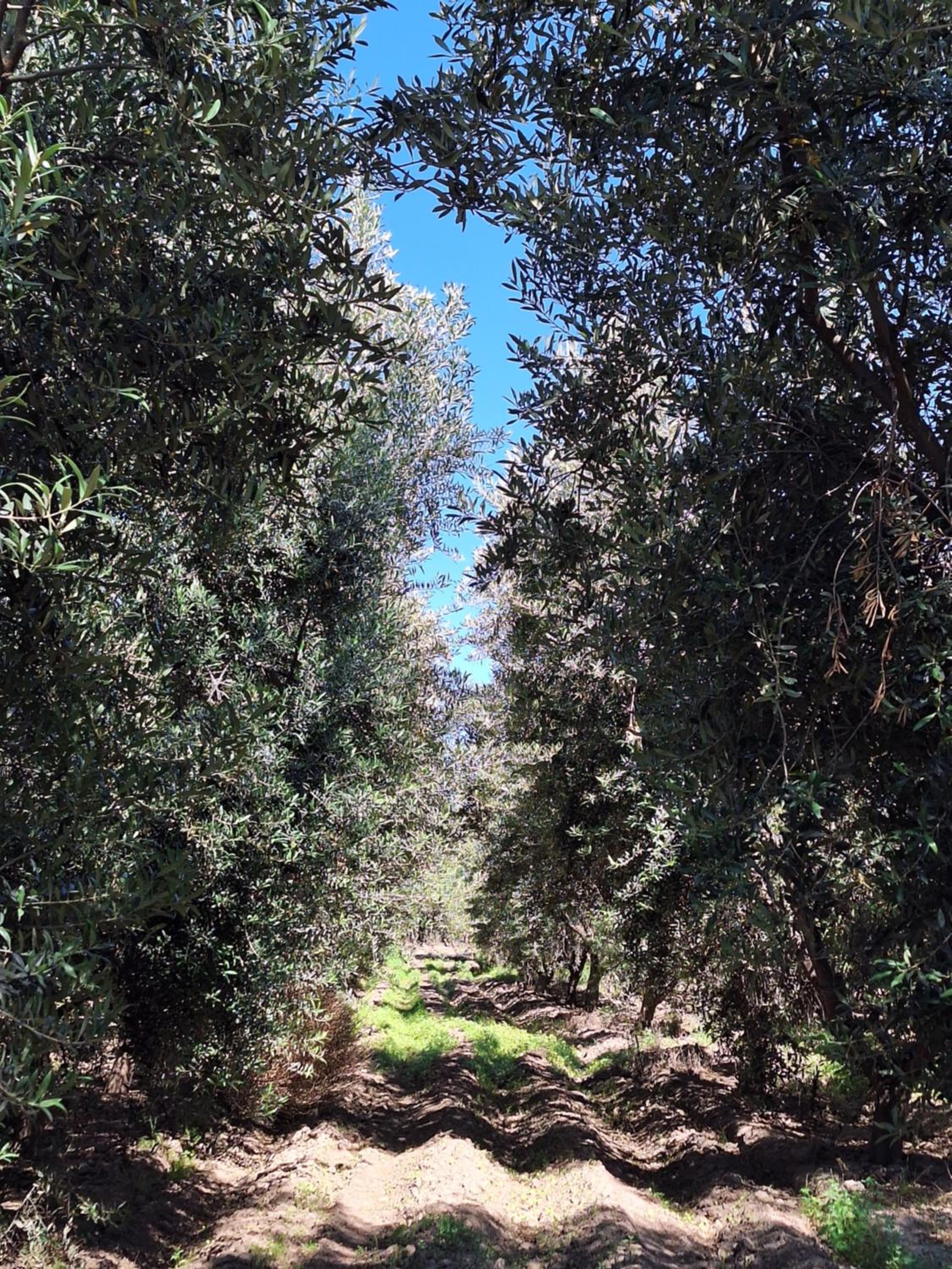 Escapada Exclusiva en Finca con Viñedos y Olivares Relájate en la Naturaleza con Confort y Encanto