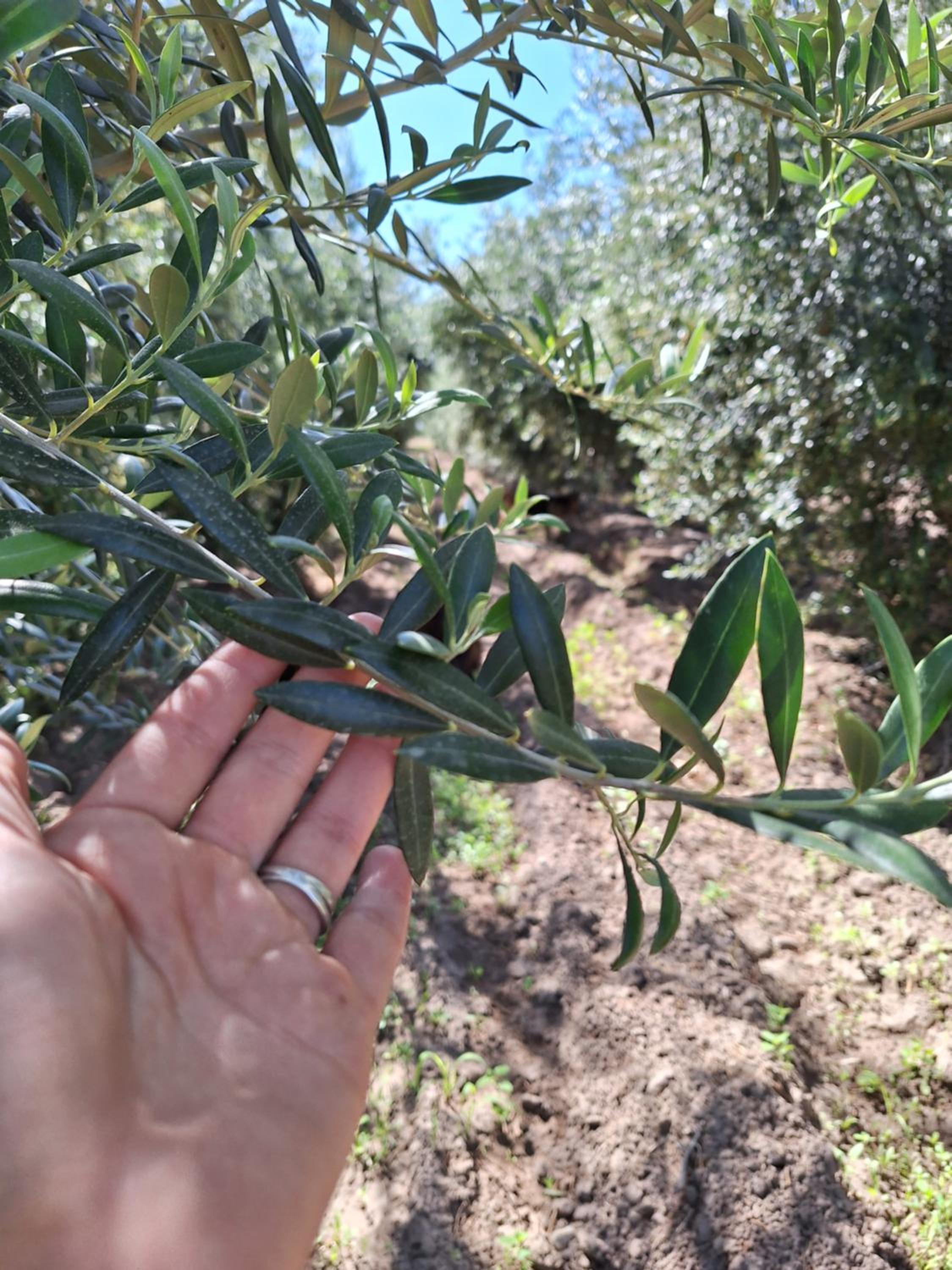 Escapada Exclusiva en Finca con Viñedos y Olivares Relájate en la Naturaleza con Confort y Encanto