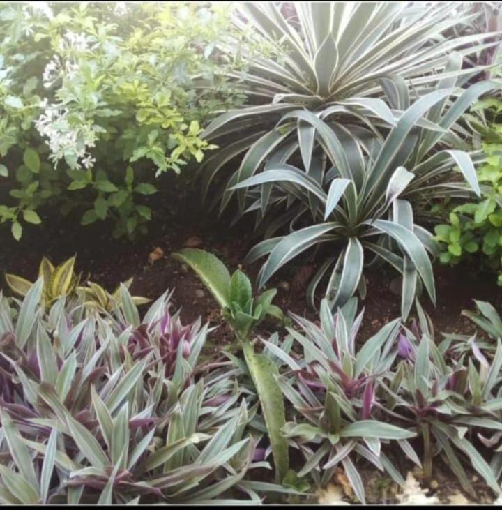 The Seaside Garden Guesthouse