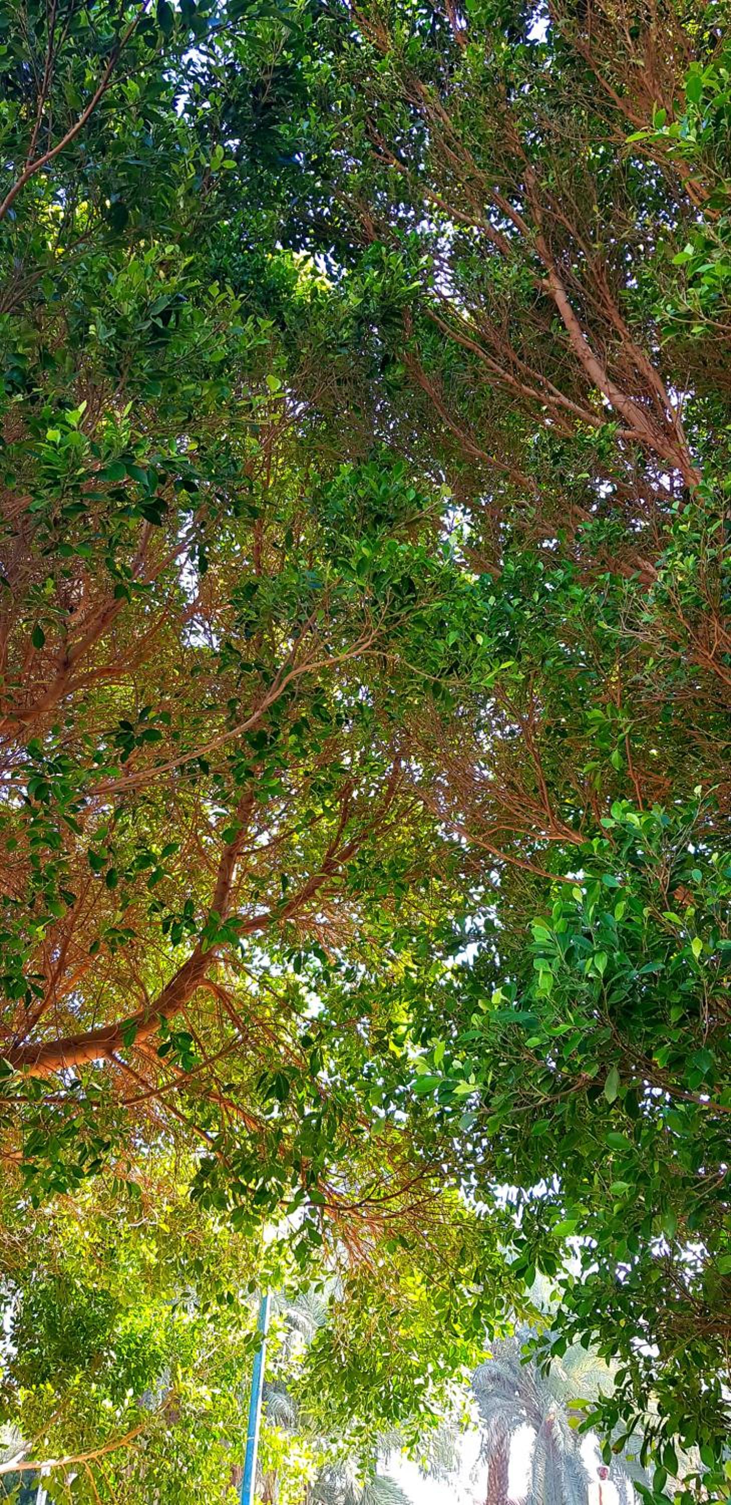 HabuHeritageHomeStayInLuxor