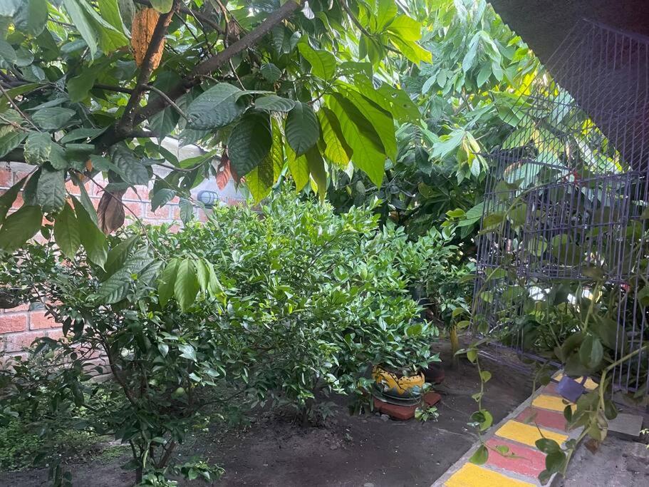 La Casa de Mónyk de la P En la jagua Huila