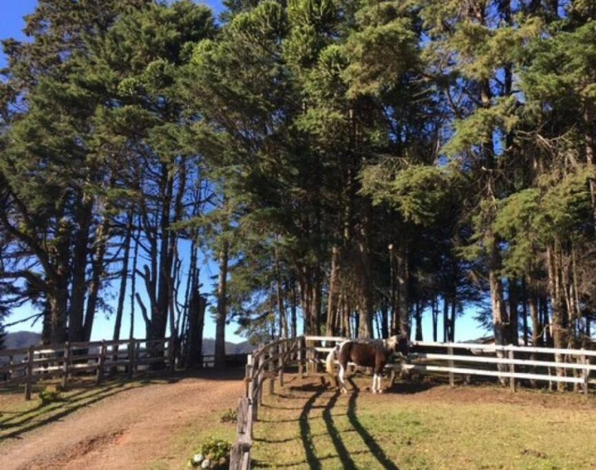 Haras Montebelluna - Campos do Jordão