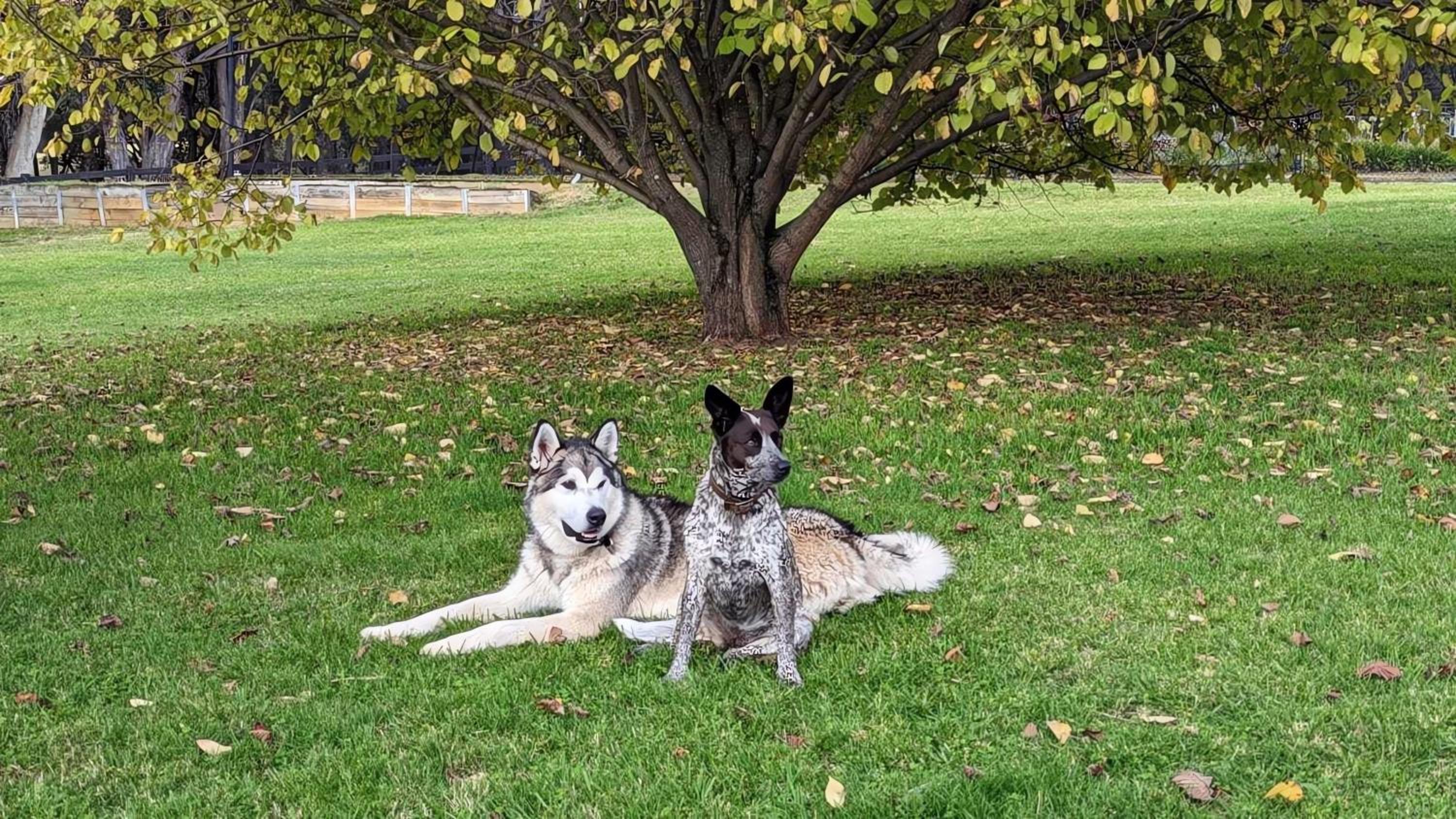 Mountain Culture Farm Stay - pet friendly