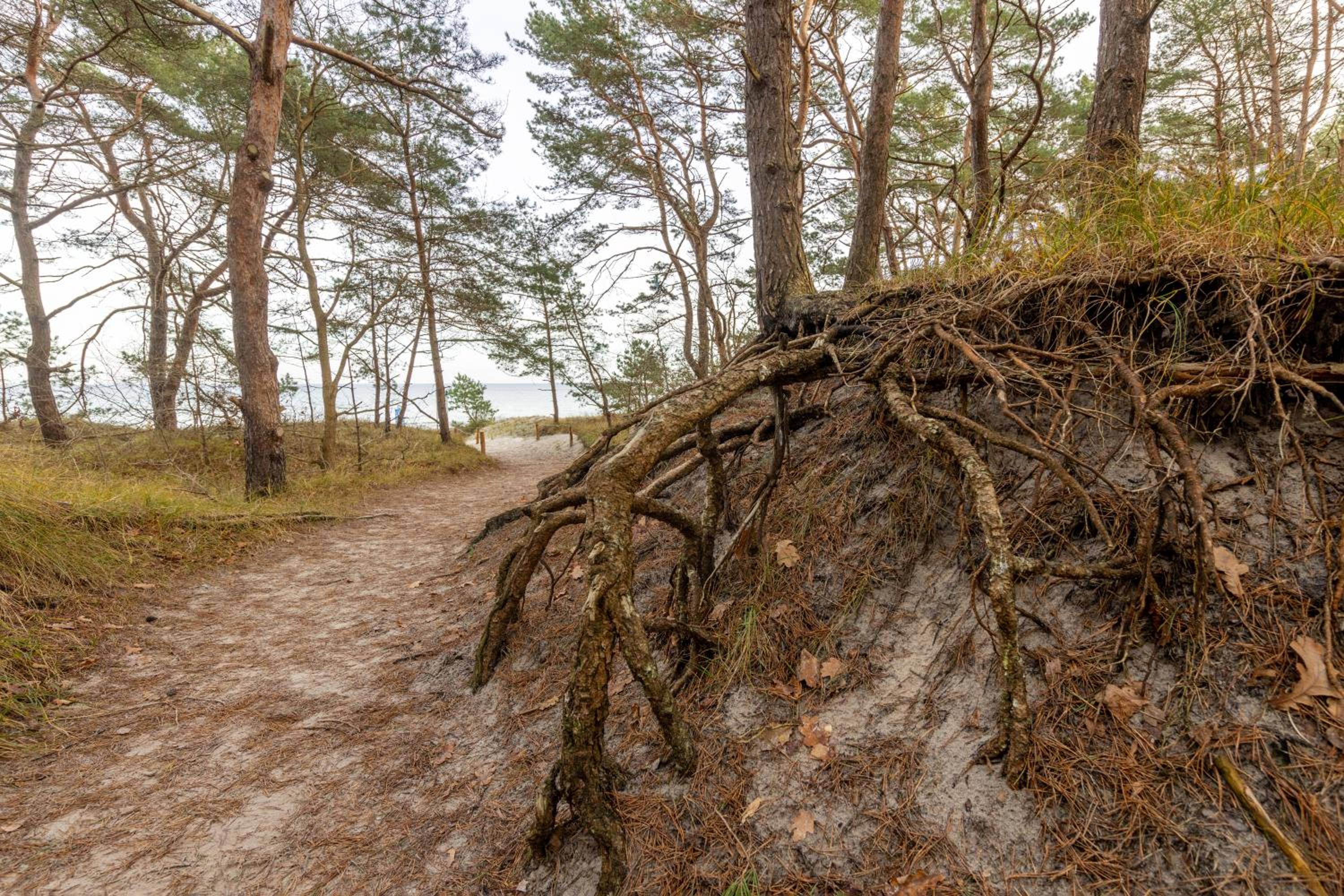 FeWo Prora - Seestern