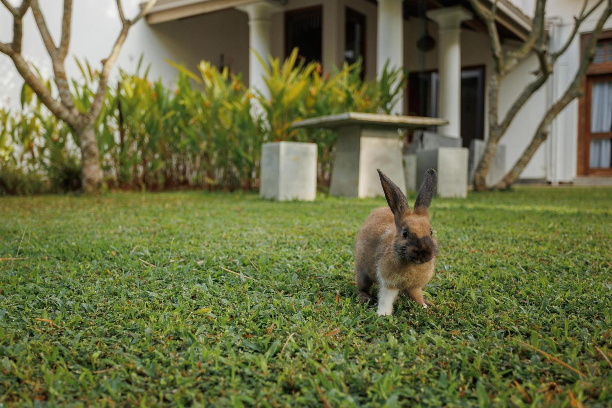Villa White Queen Resort & Spa