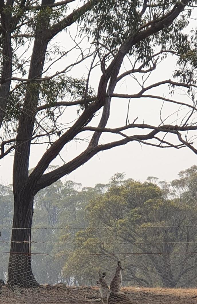 Bellevue Lodge Farm stays near Goulburn