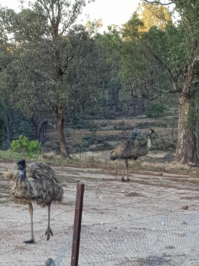 Bellevue Lodge Farm stays near Goulburn