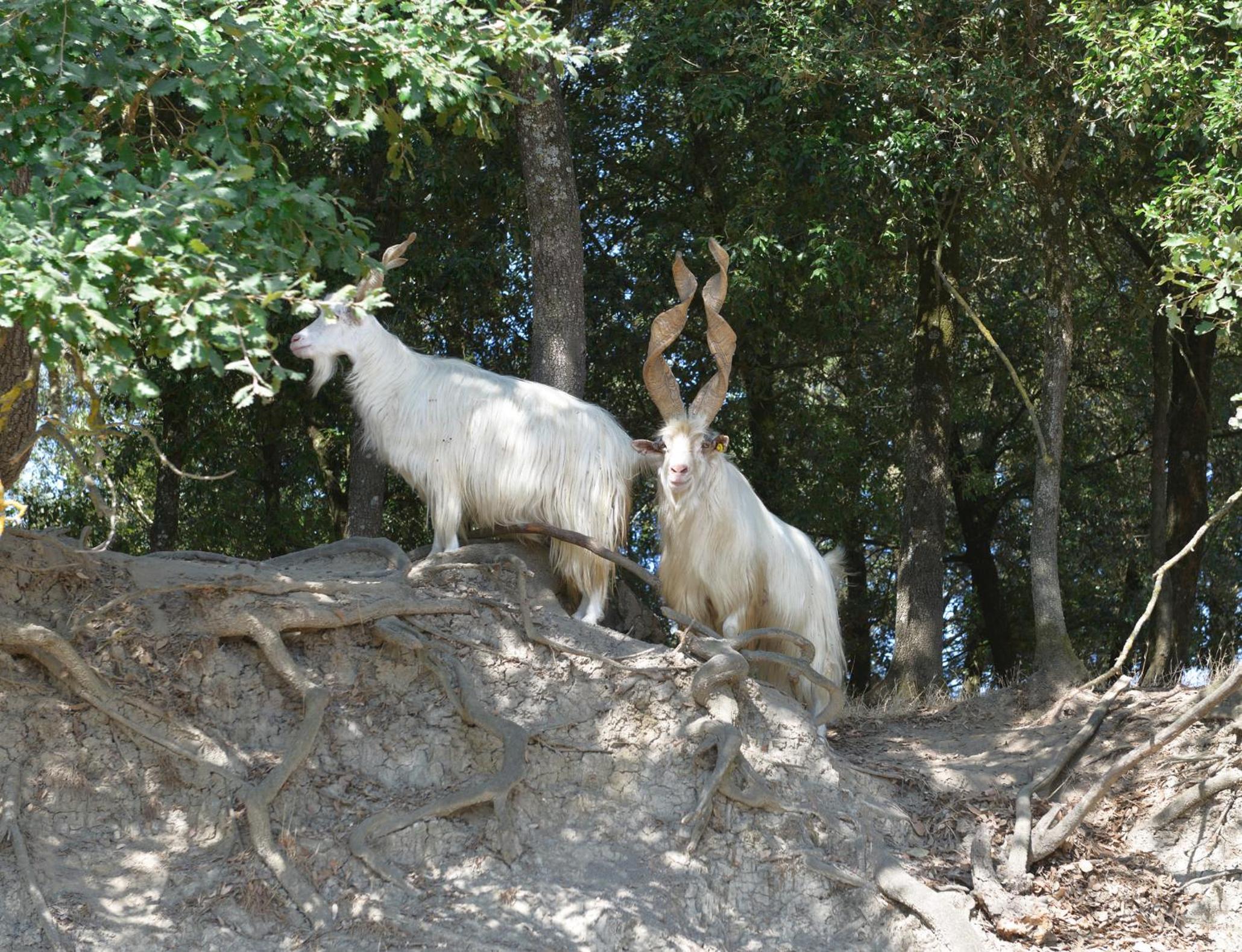 Podere Suvignano
