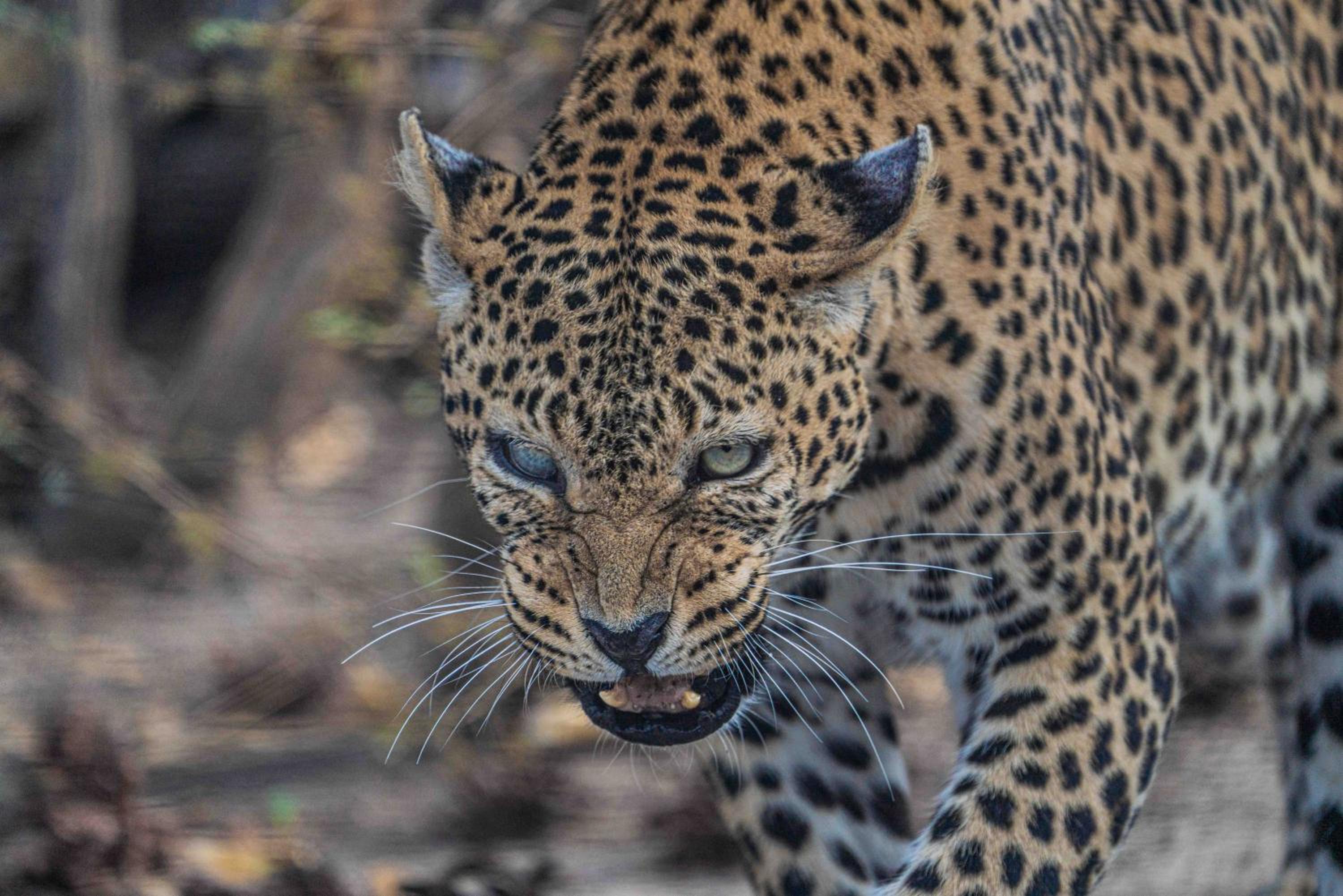 Grassland Safari Lodge