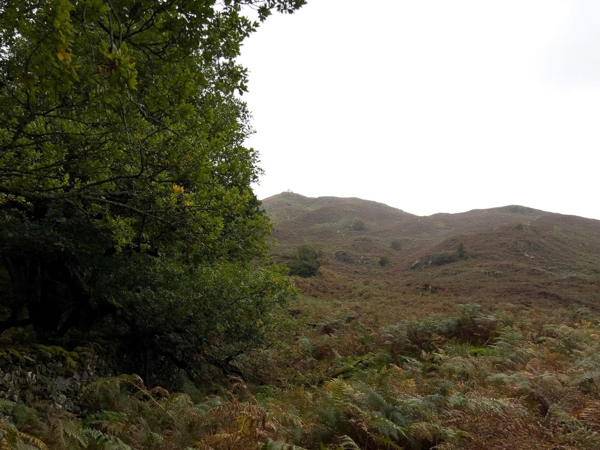 Daweswood, Patterdale, characterful with fairy tale garden and fell walks from the door
