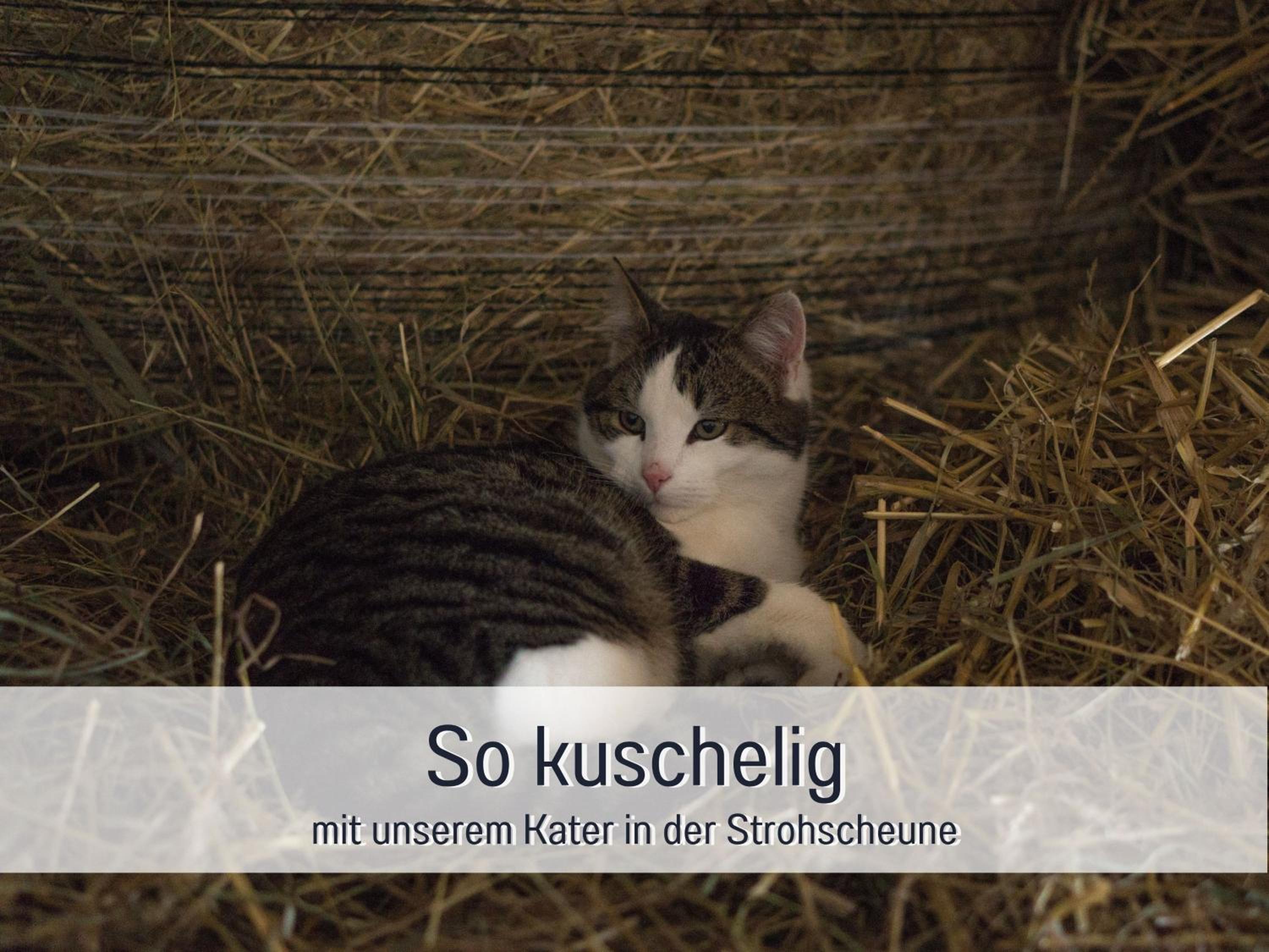 Bio Ferienhof Wichtelweide - Fewo Thymian