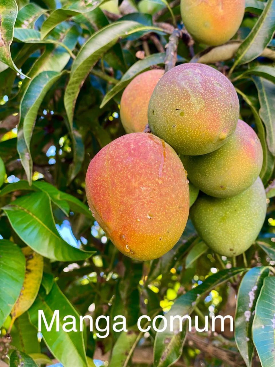 Pousada Encanto dos Mognos