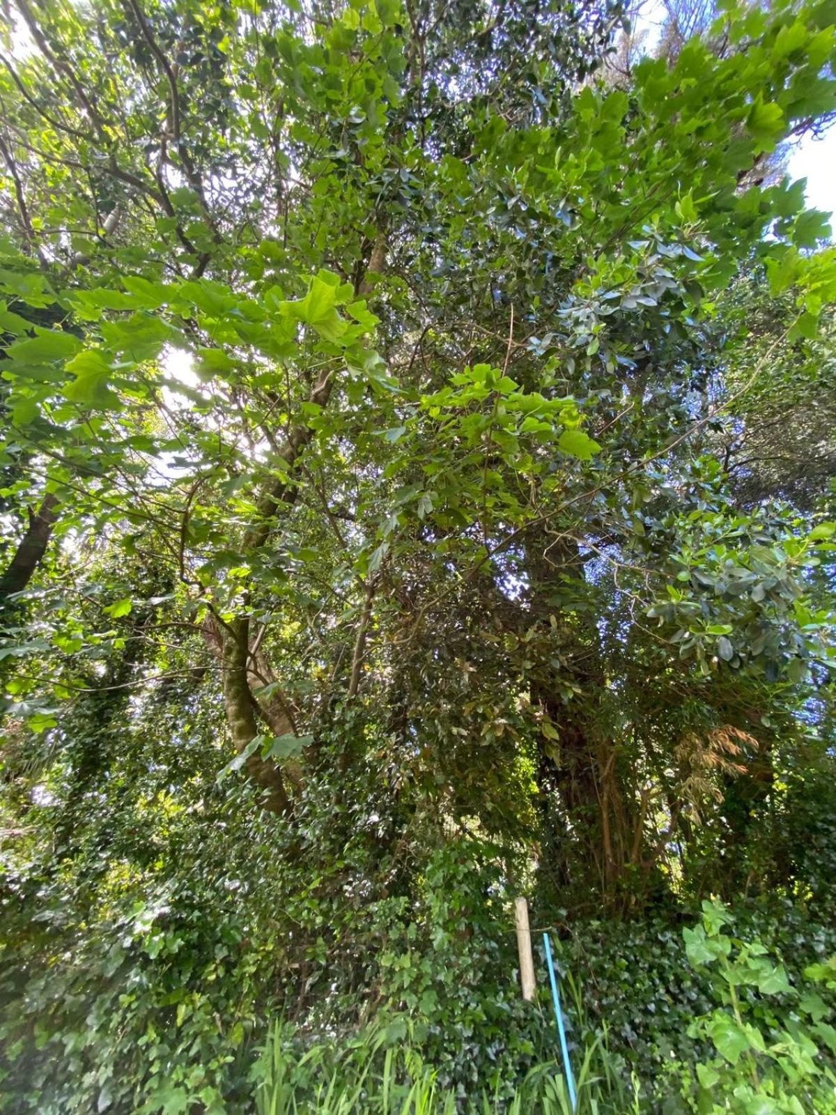 Huairavo