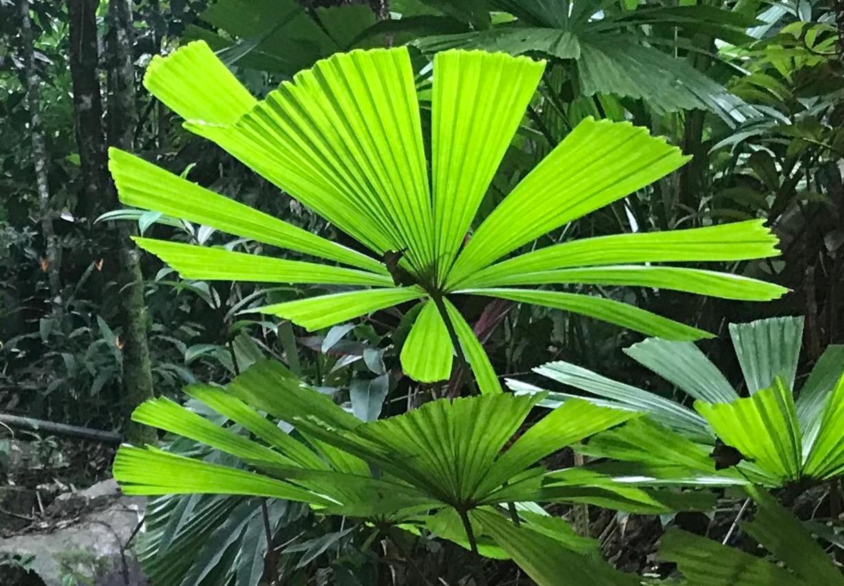 Daintree Secrets Rainforest Sanctuary