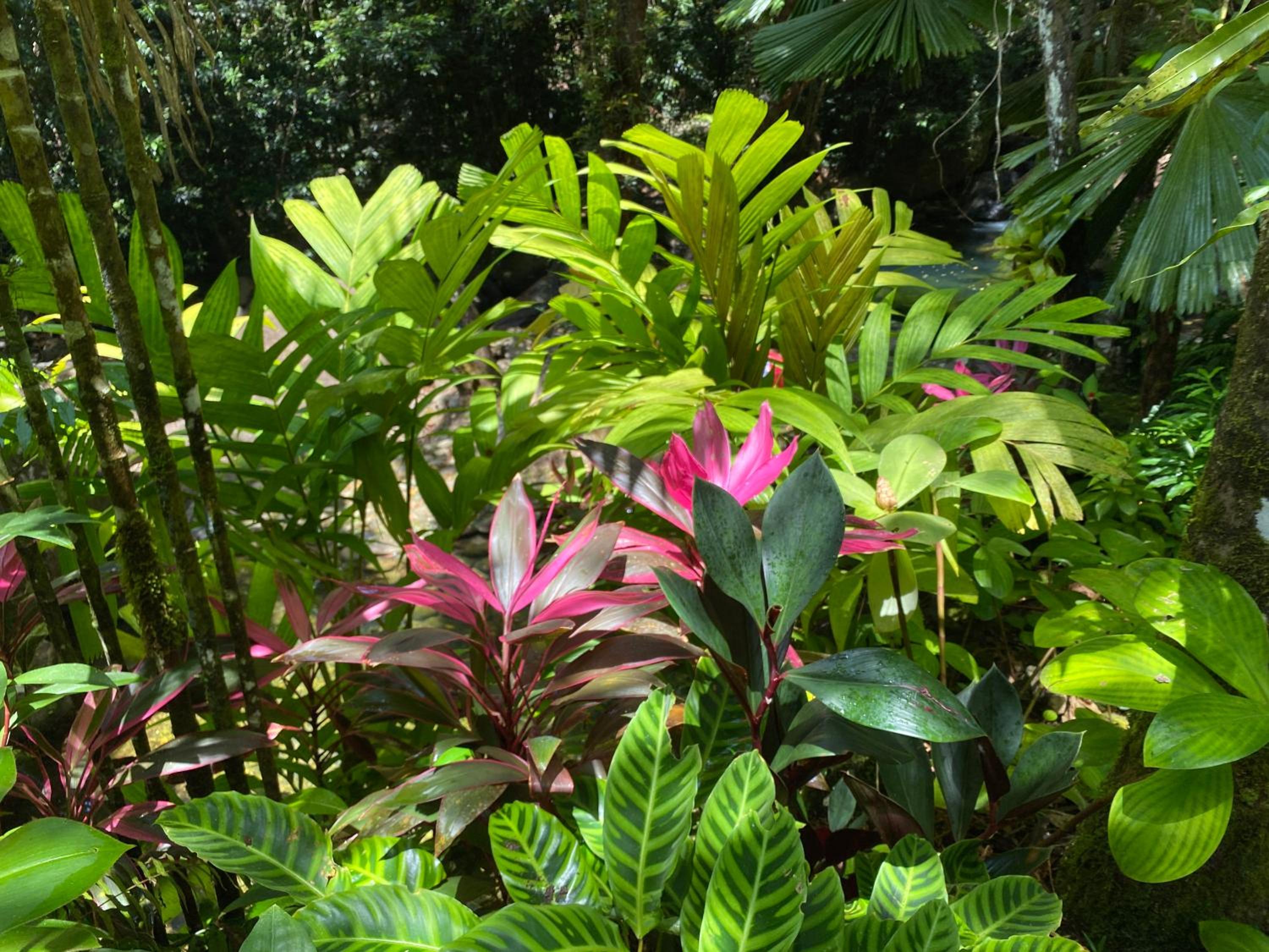 Daintree Secrets Rainforest Sanctuary
