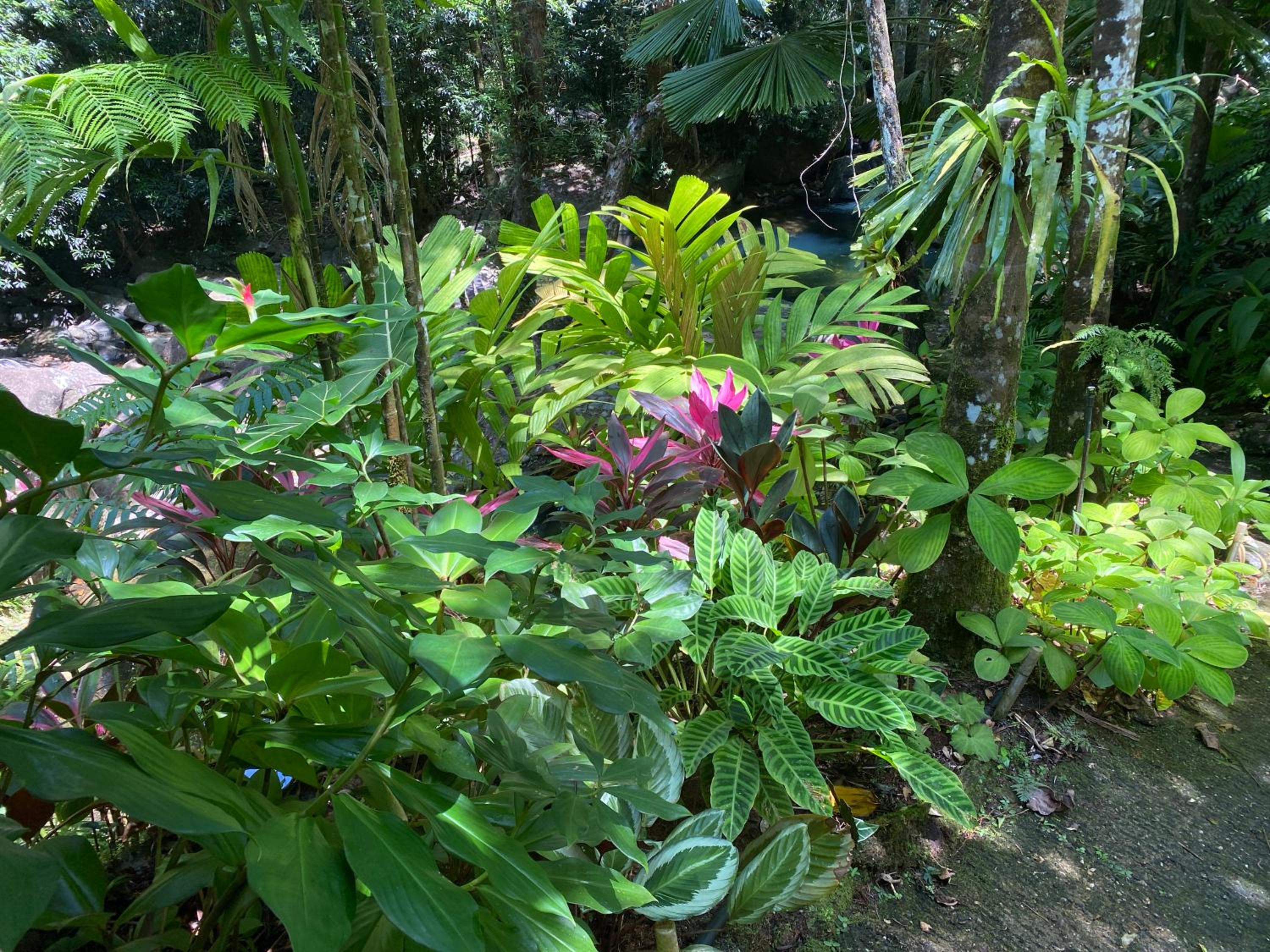 Daintree Secrets Rainforest Sanctuary