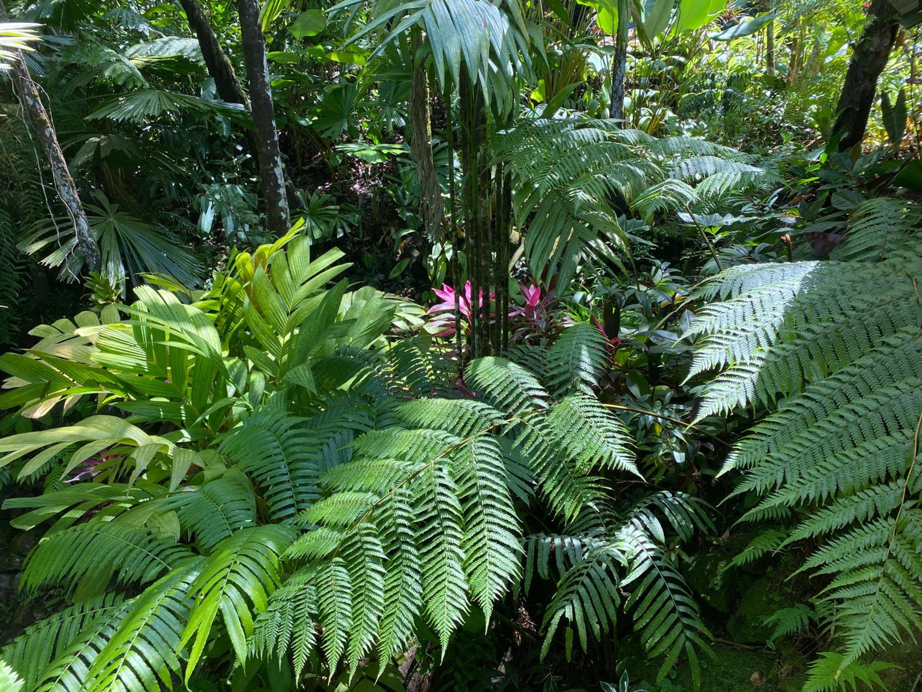Daintree Secrets Rainforest Sanctuary