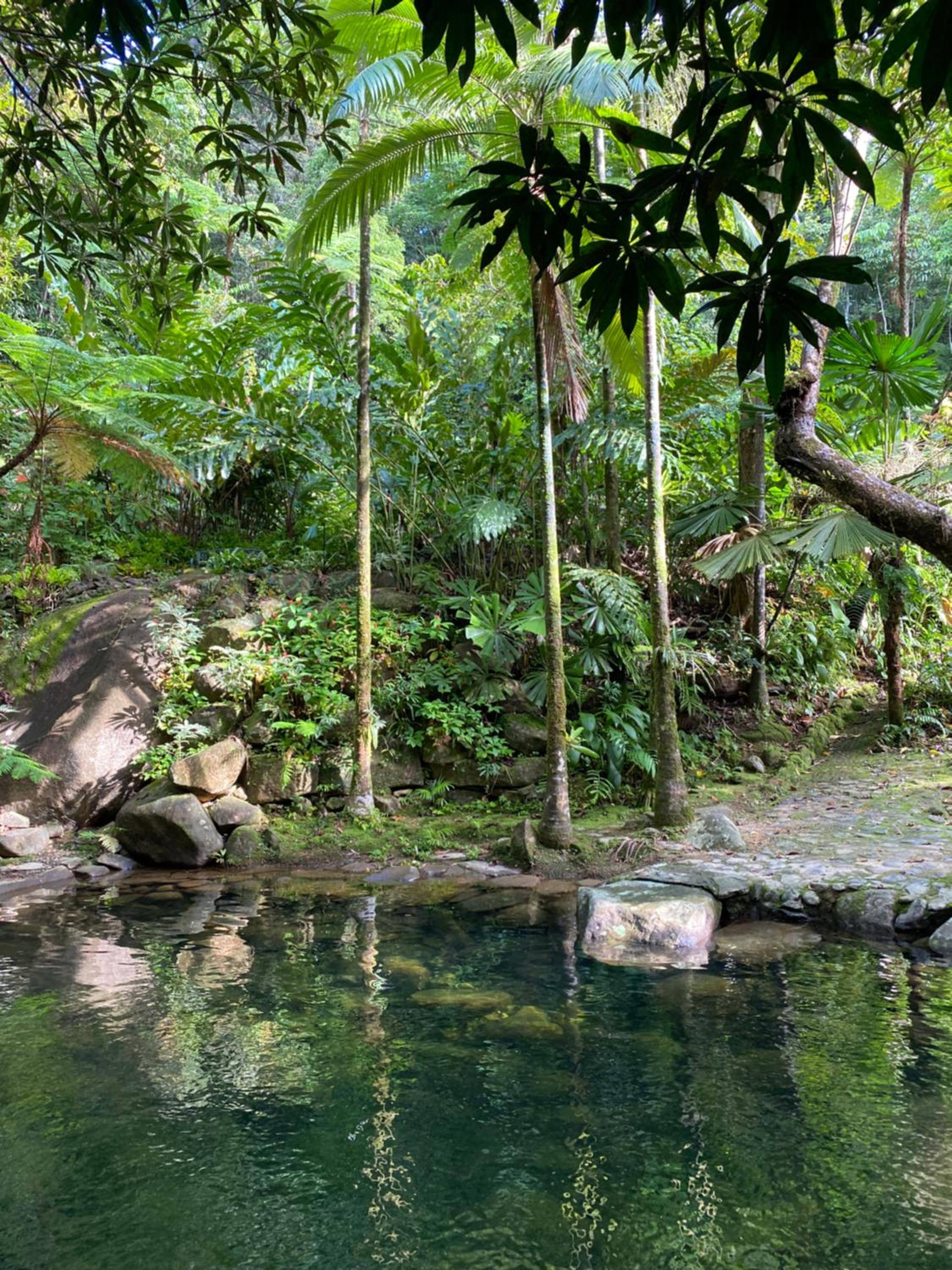 Daintree Secrets Rainforest Sanctuary