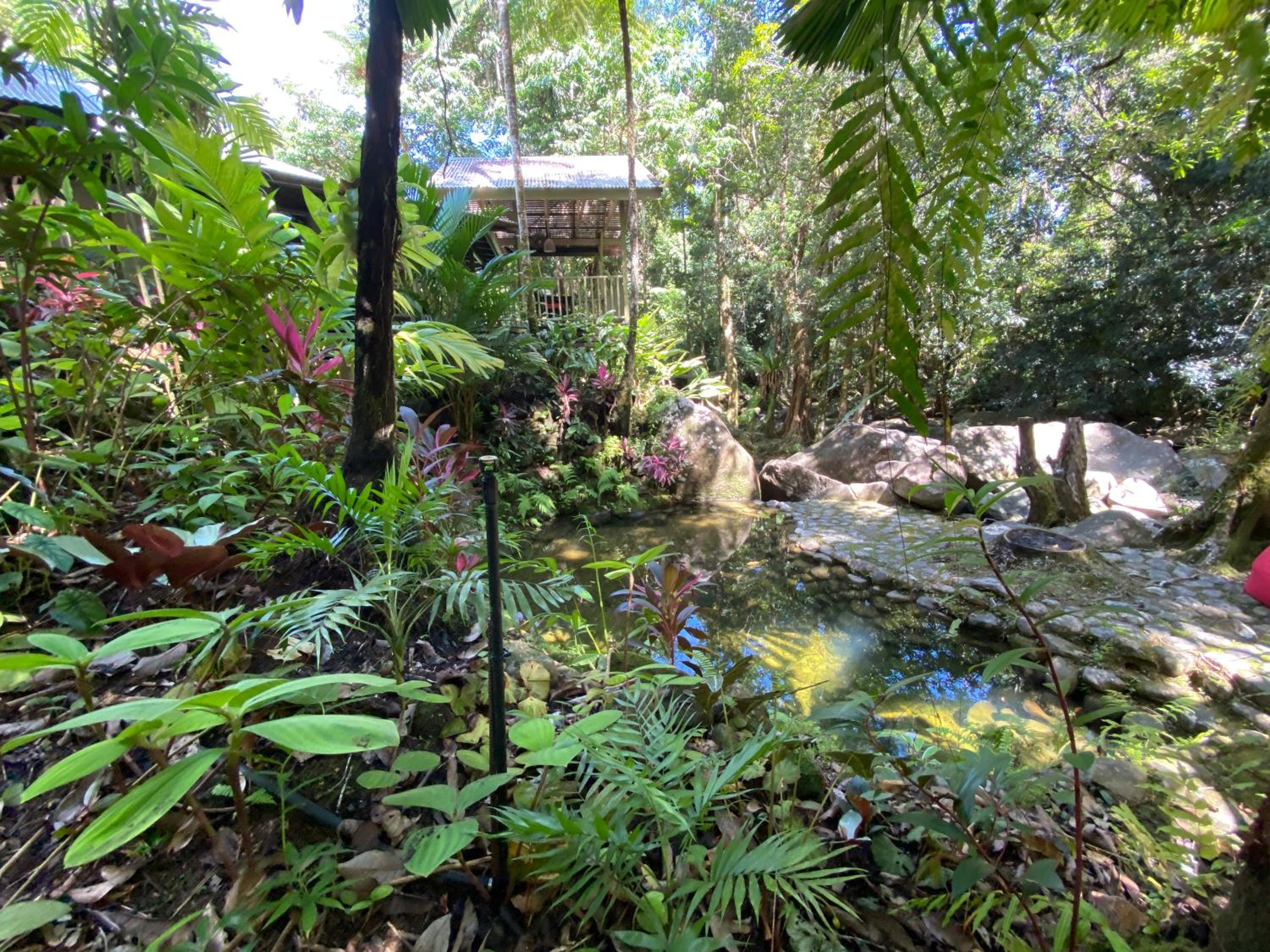 Daintree Secrets Rainforest Sanctuary