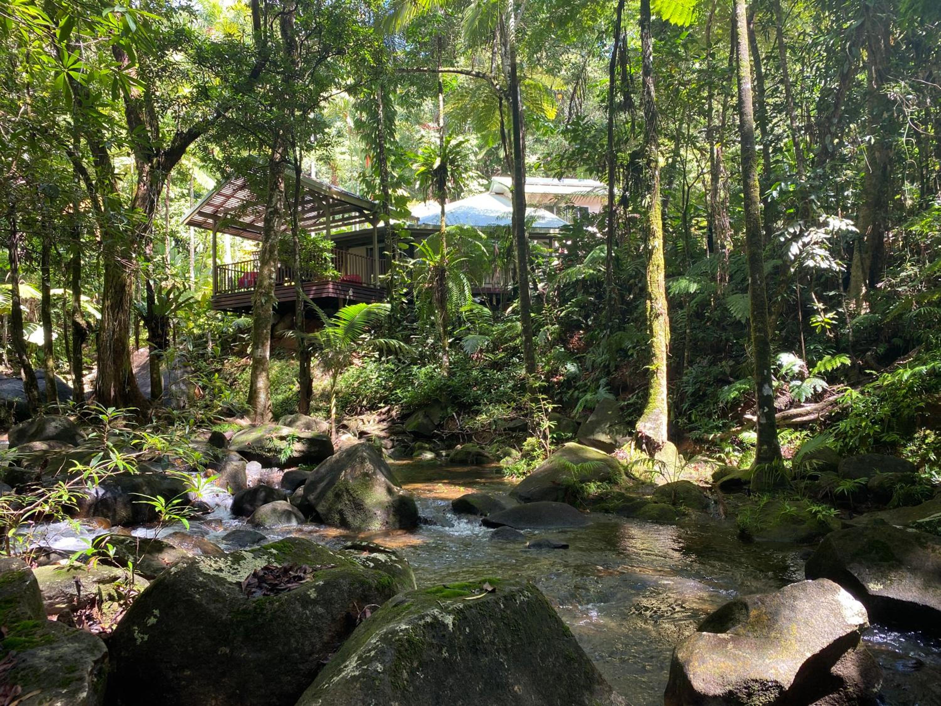 Daintree Secrets Rainforest Sanctuary