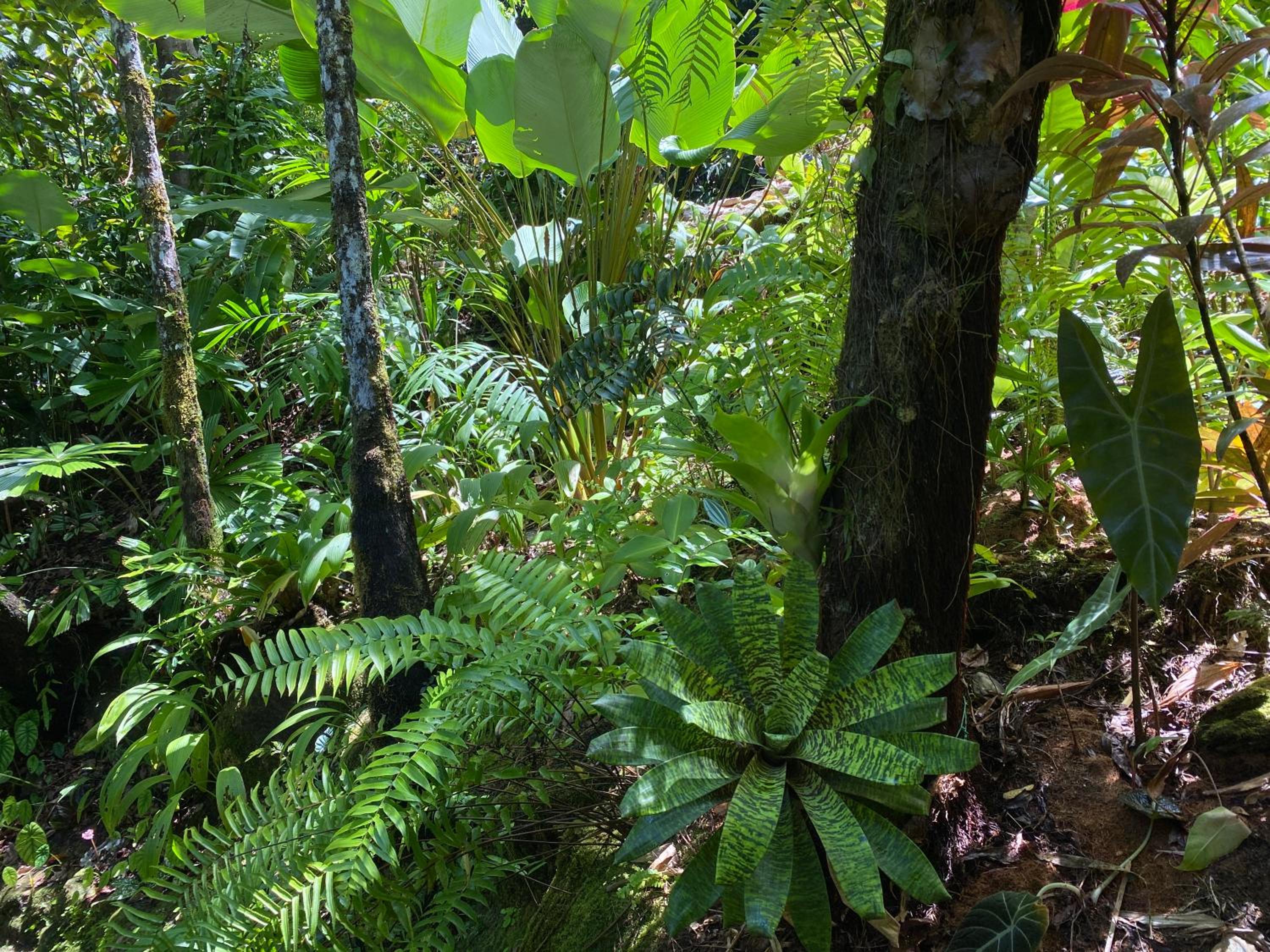 Daintree Secrets Rainforest Sanctuary