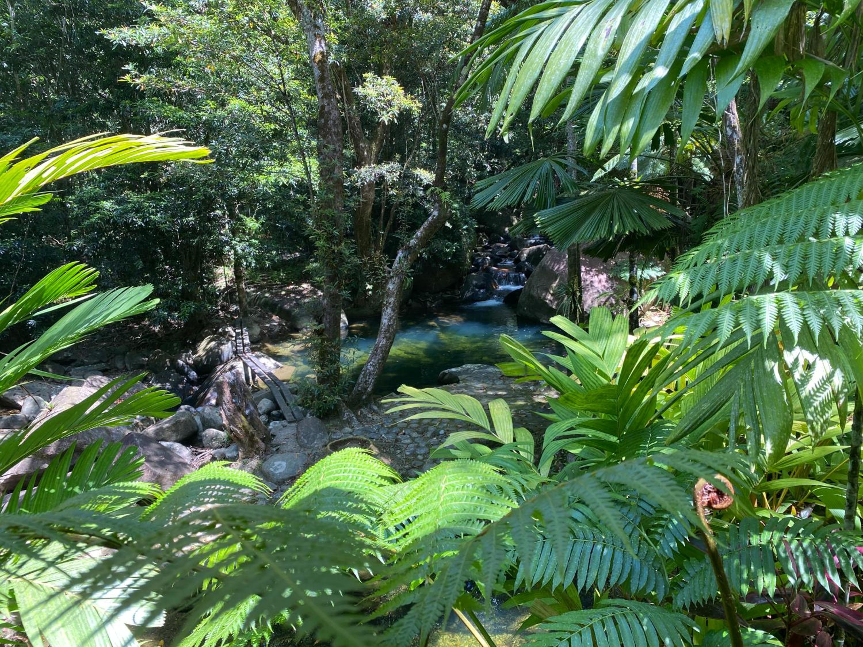 Daintree Secrets Rainforest Sanctuary