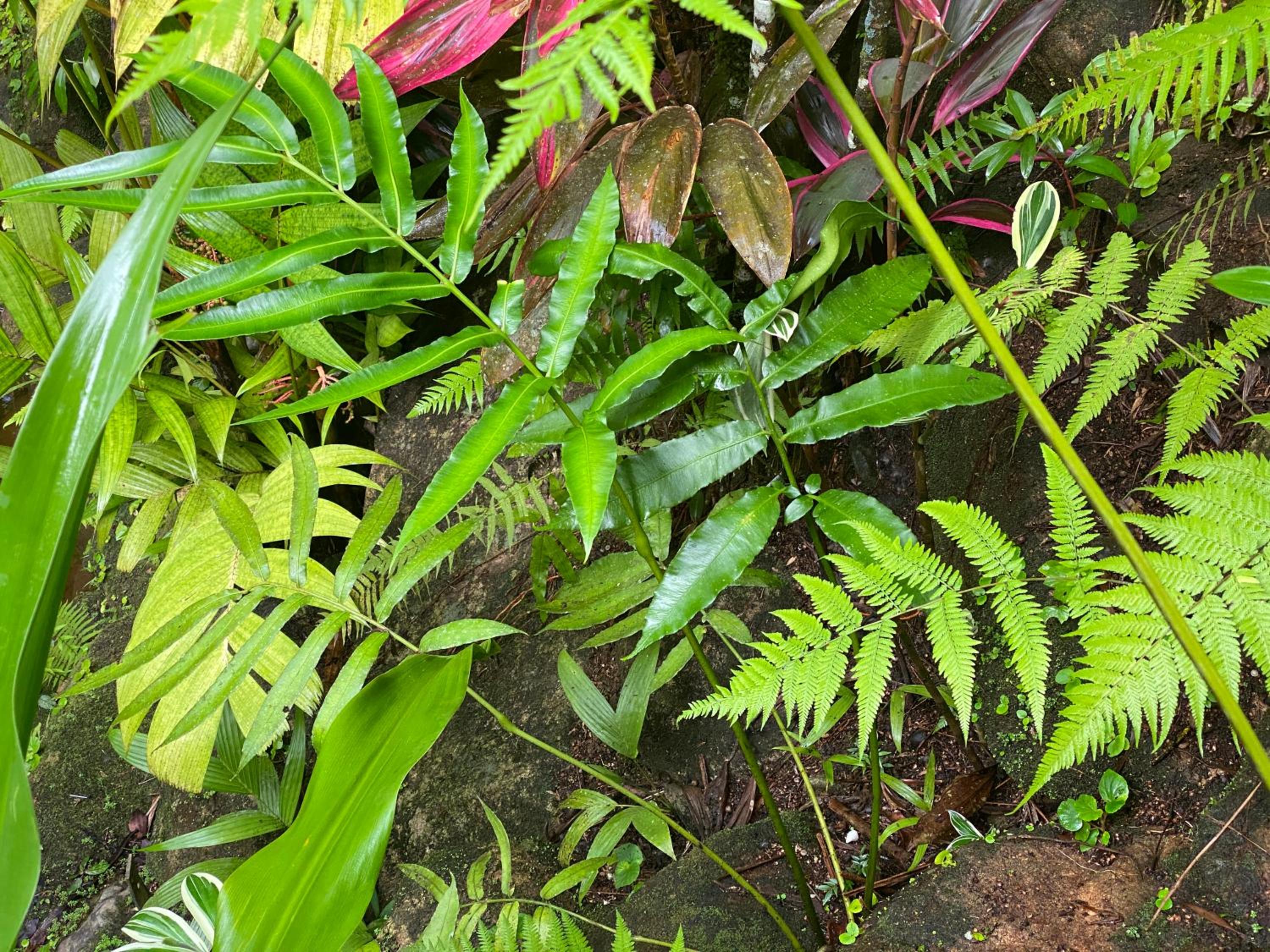 Daintree Secrets Rainforest Sanctuary