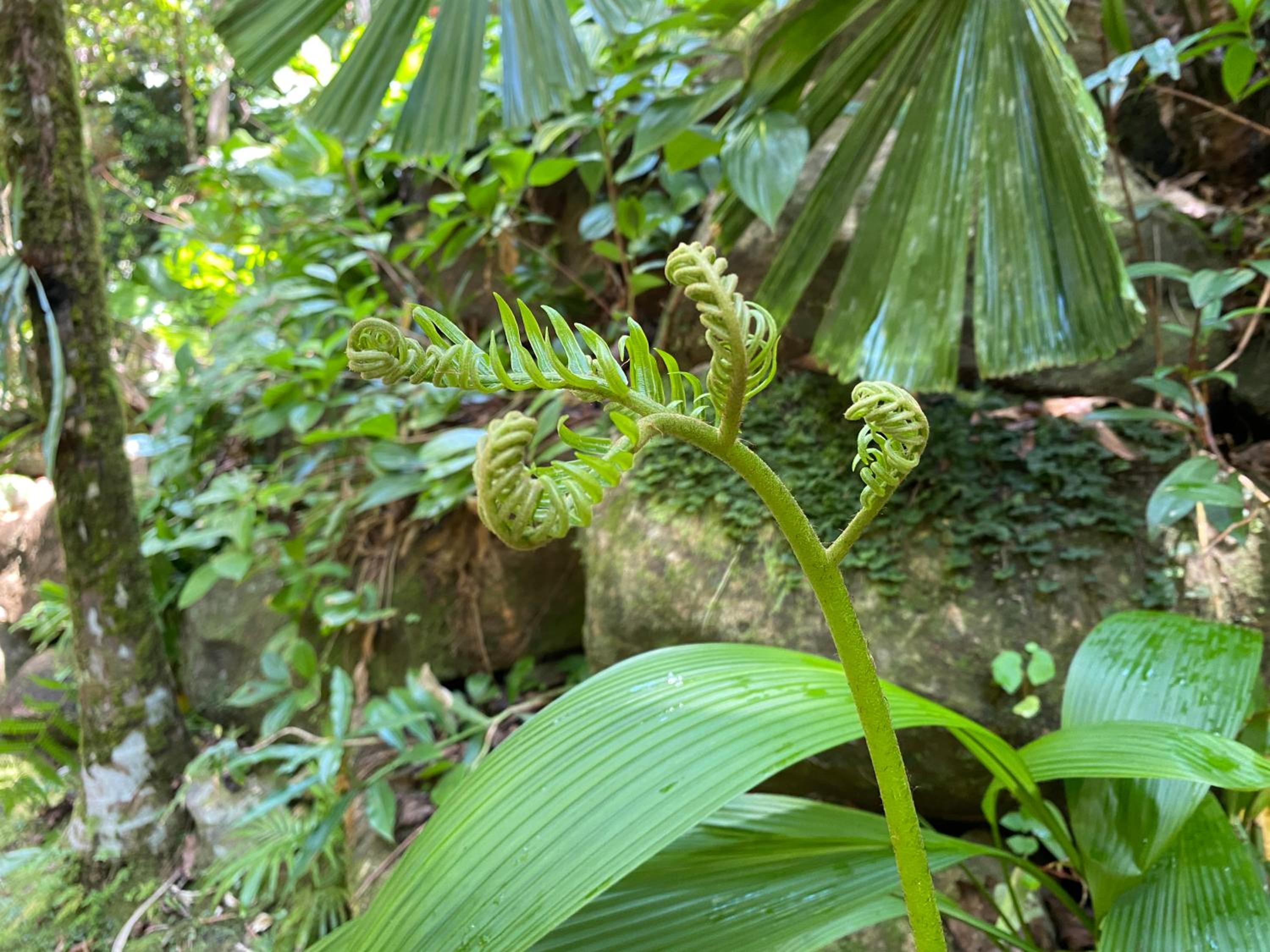 Daintree Secrets Rainforest Sanctuary