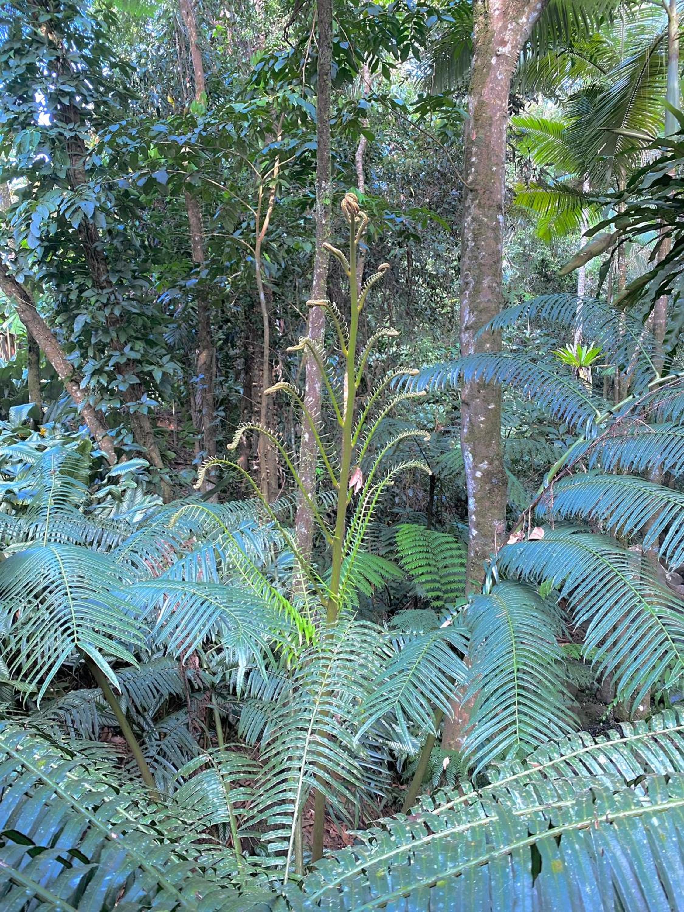 Daintree Secrets Rainforest Sanctuary