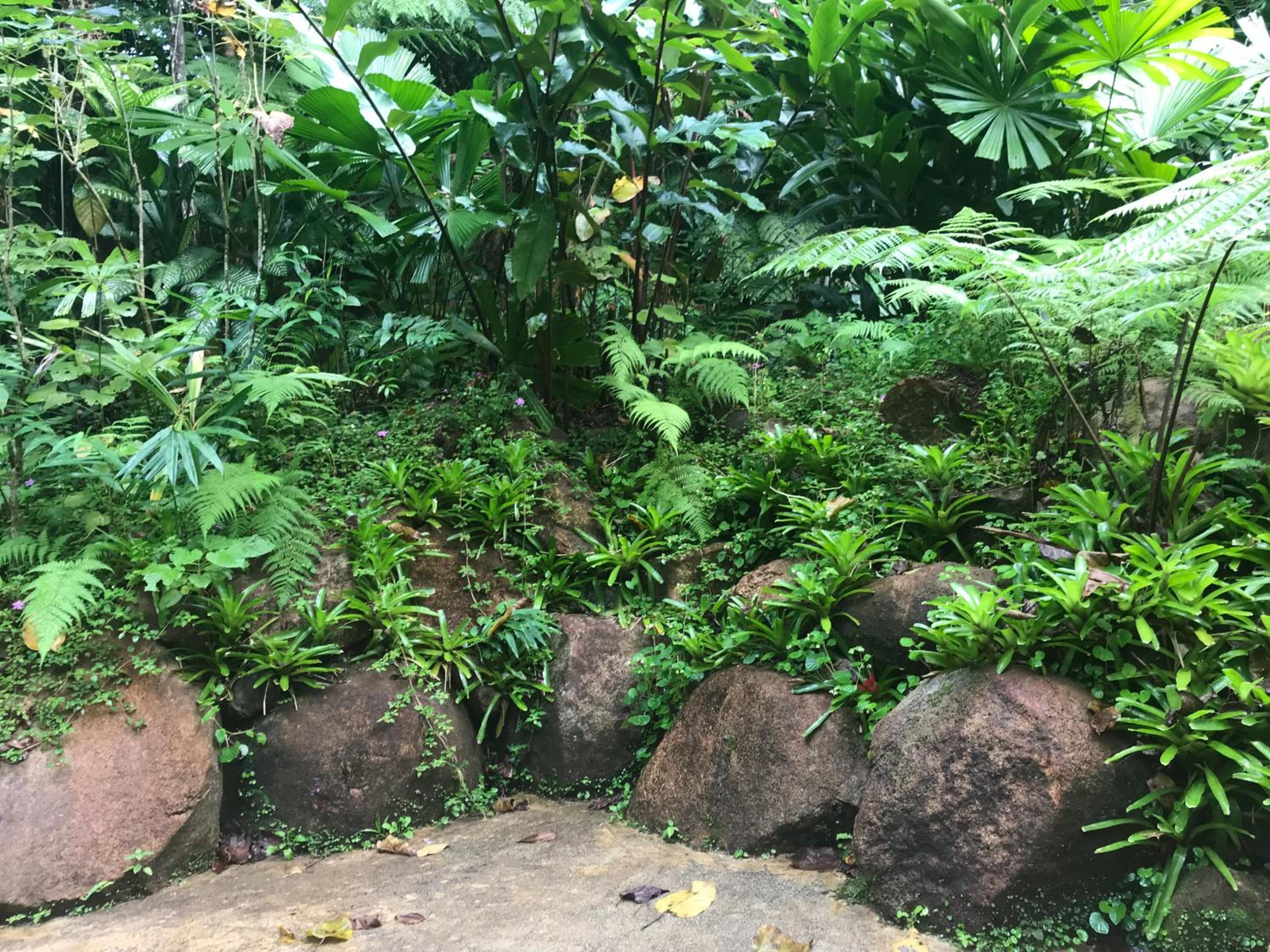 Daintree Secrets Rainforest Sanctuary