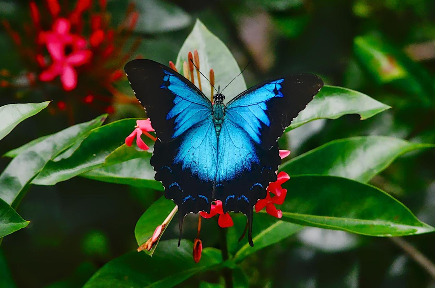 Daintree Secrets Rainforest Sanctuary