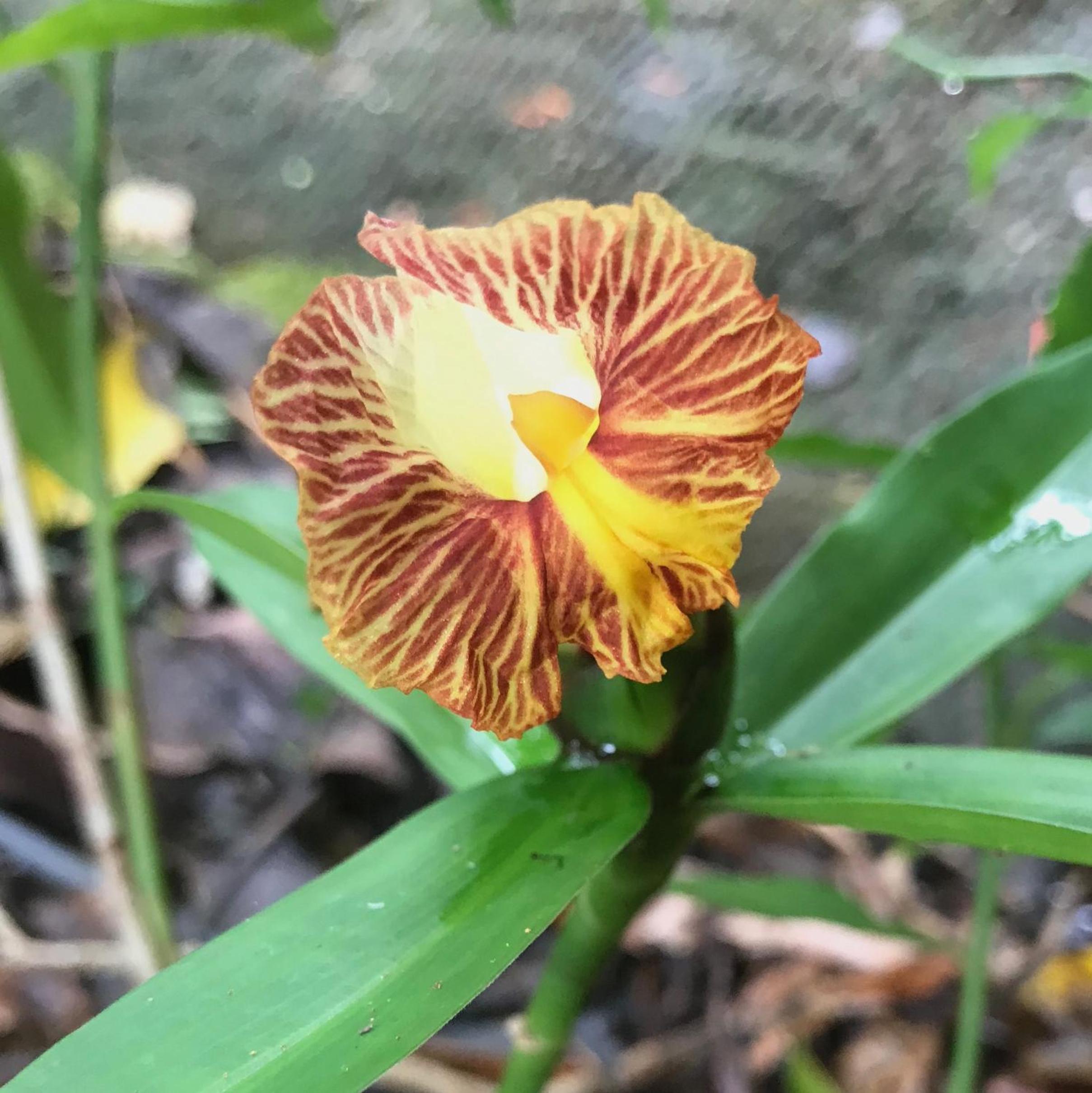 Daintree Secrets Rainforest Sanctuary