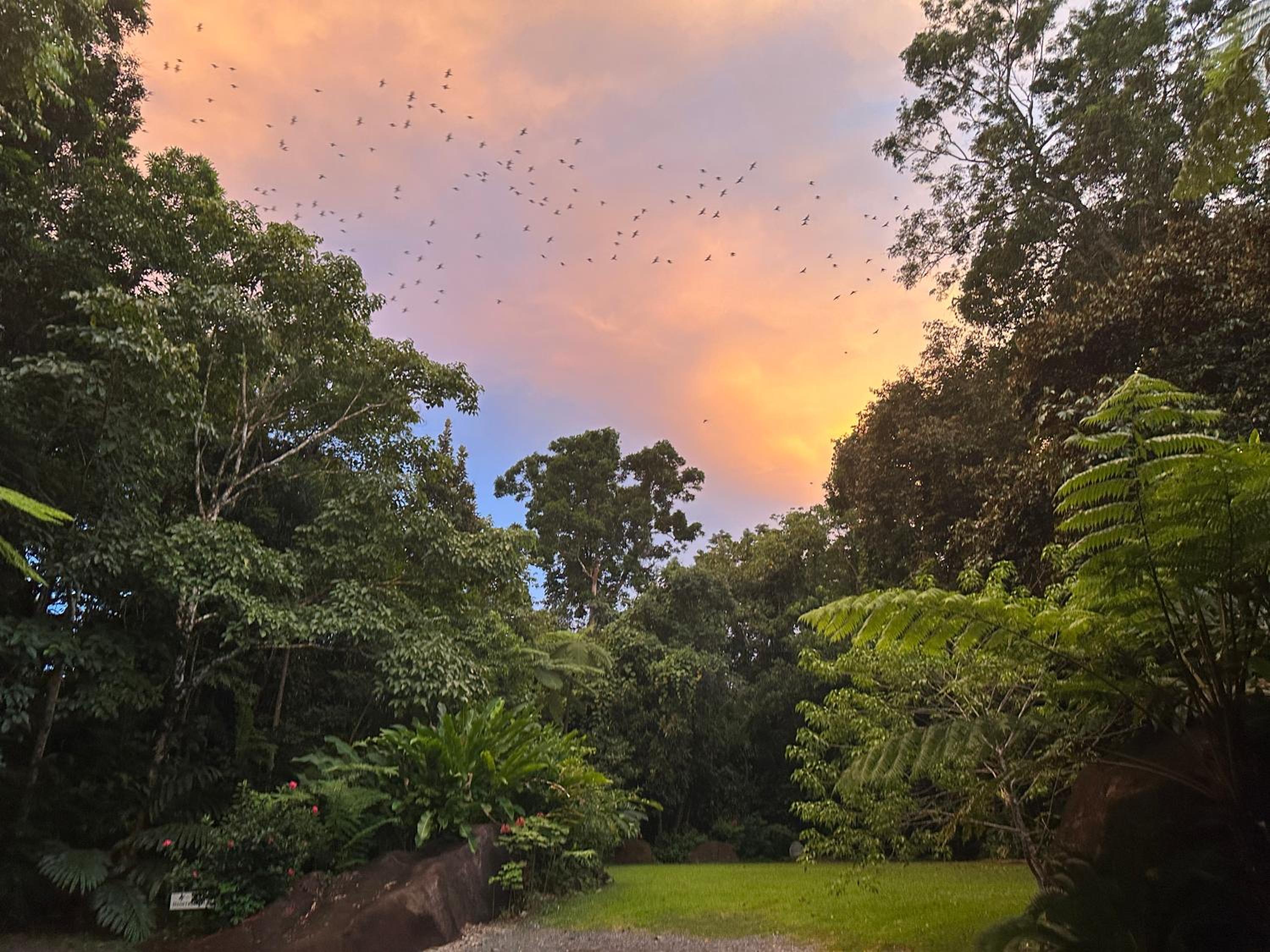 Daintree Secrets Rainforest Sanctuary