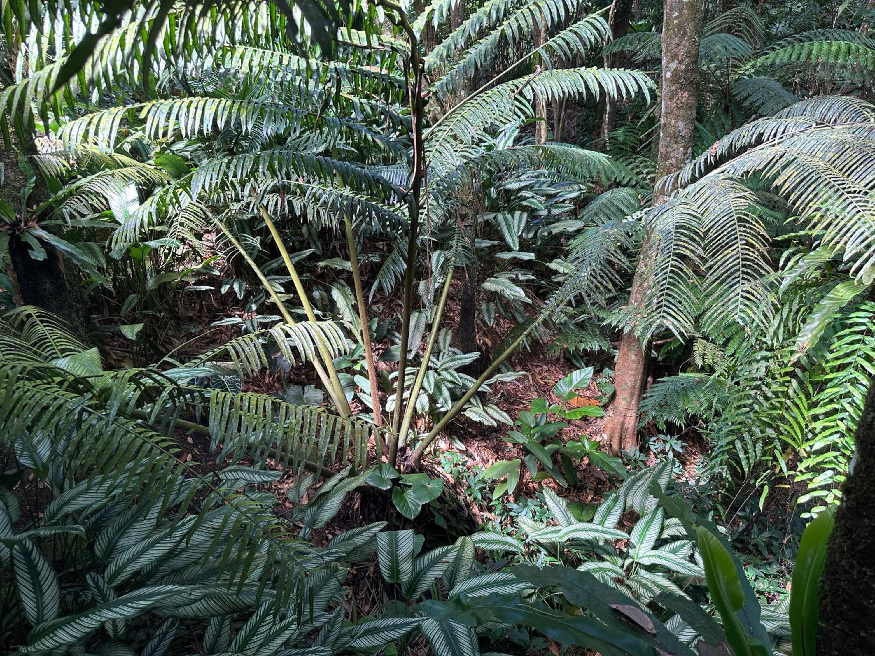 Daintree Secrets Rainforest Sanctuary