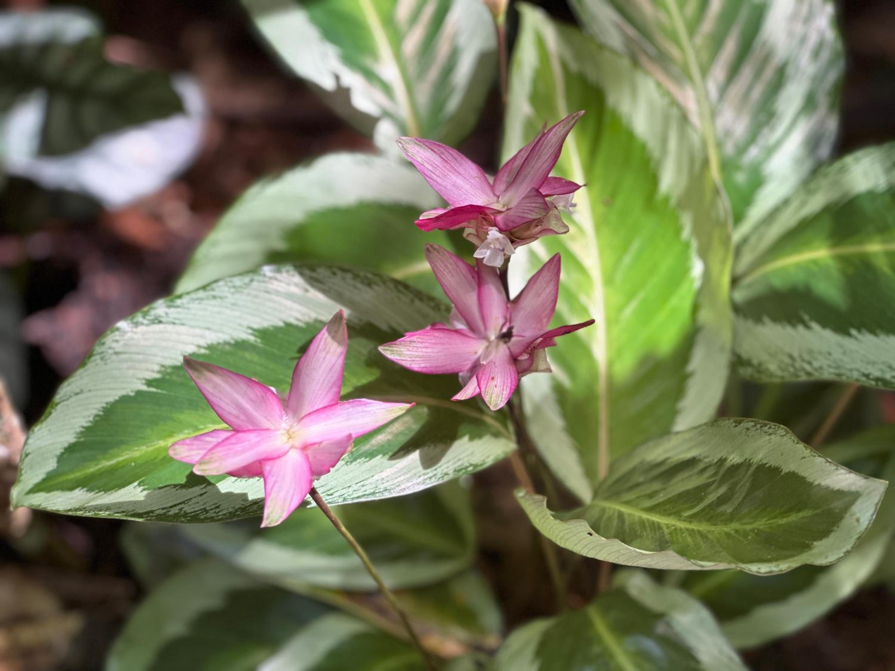 Daintree Secrets Rainforest Sanctuary