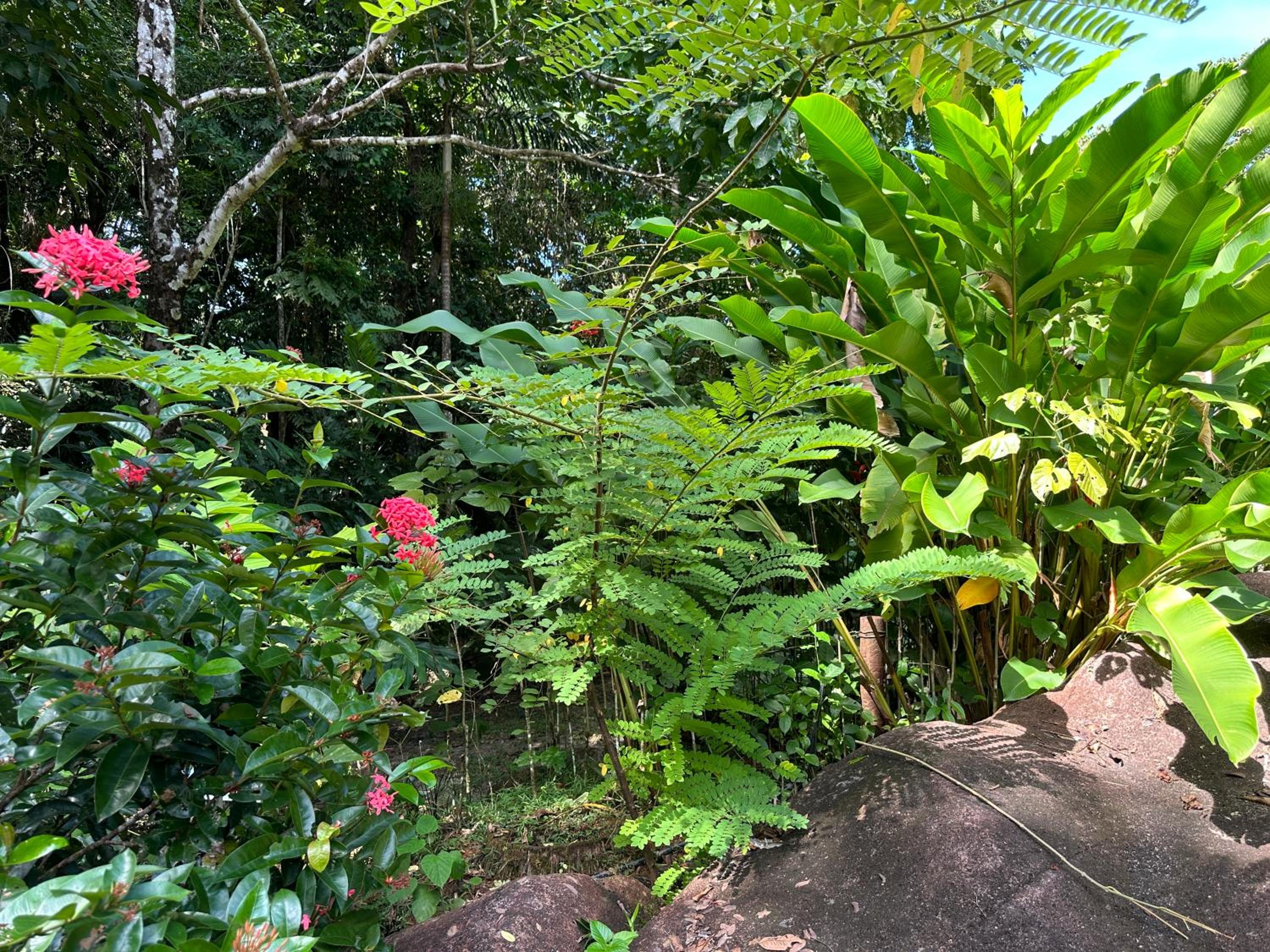 Daintree Secrets Rainforest Sanctuary