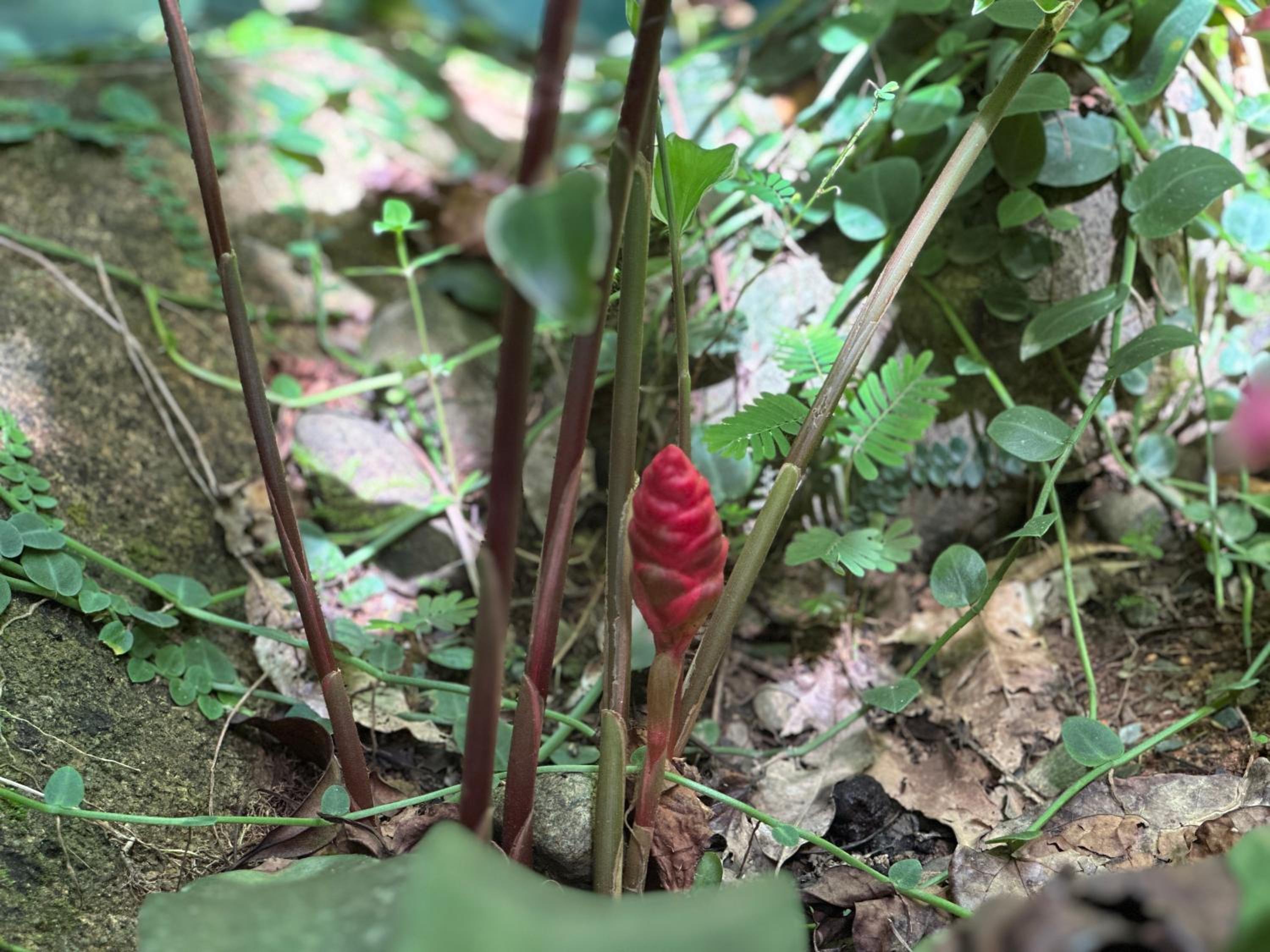 Daintree Secrets Rainforest Sanctuary
