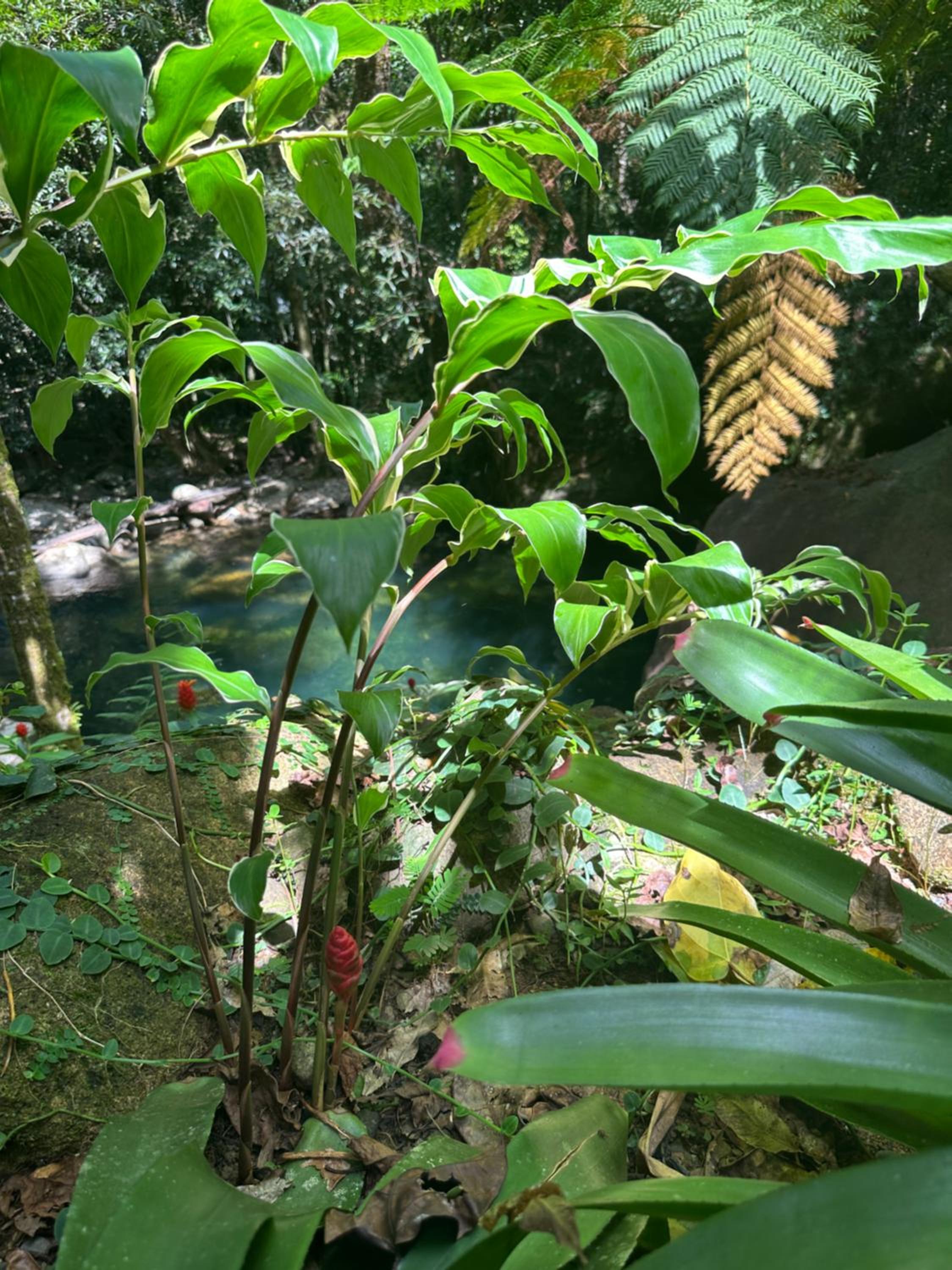 Daintree Secrets Rainforest Sanctuary