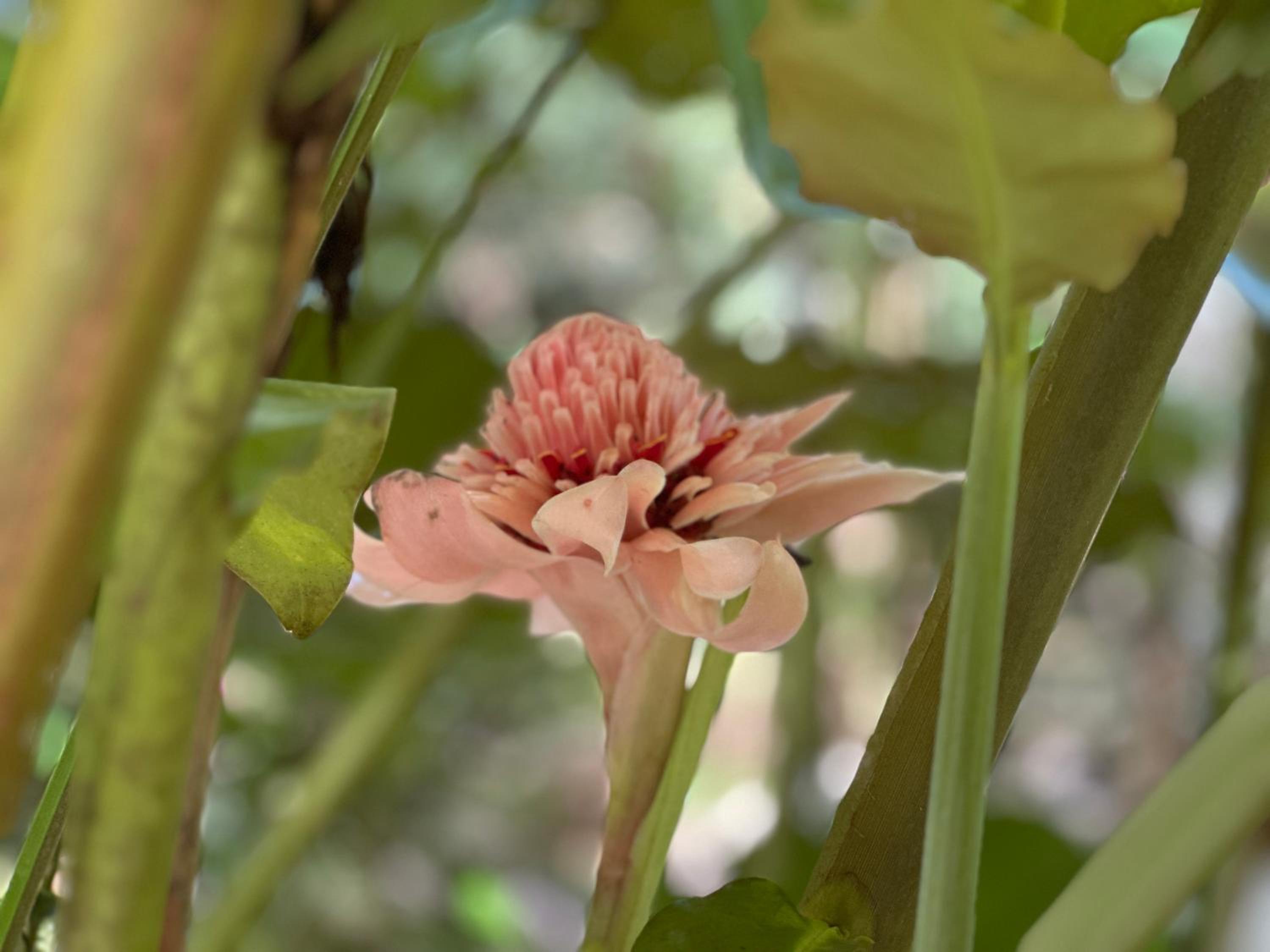 Daintree Secrets Rainforest Sanctuary