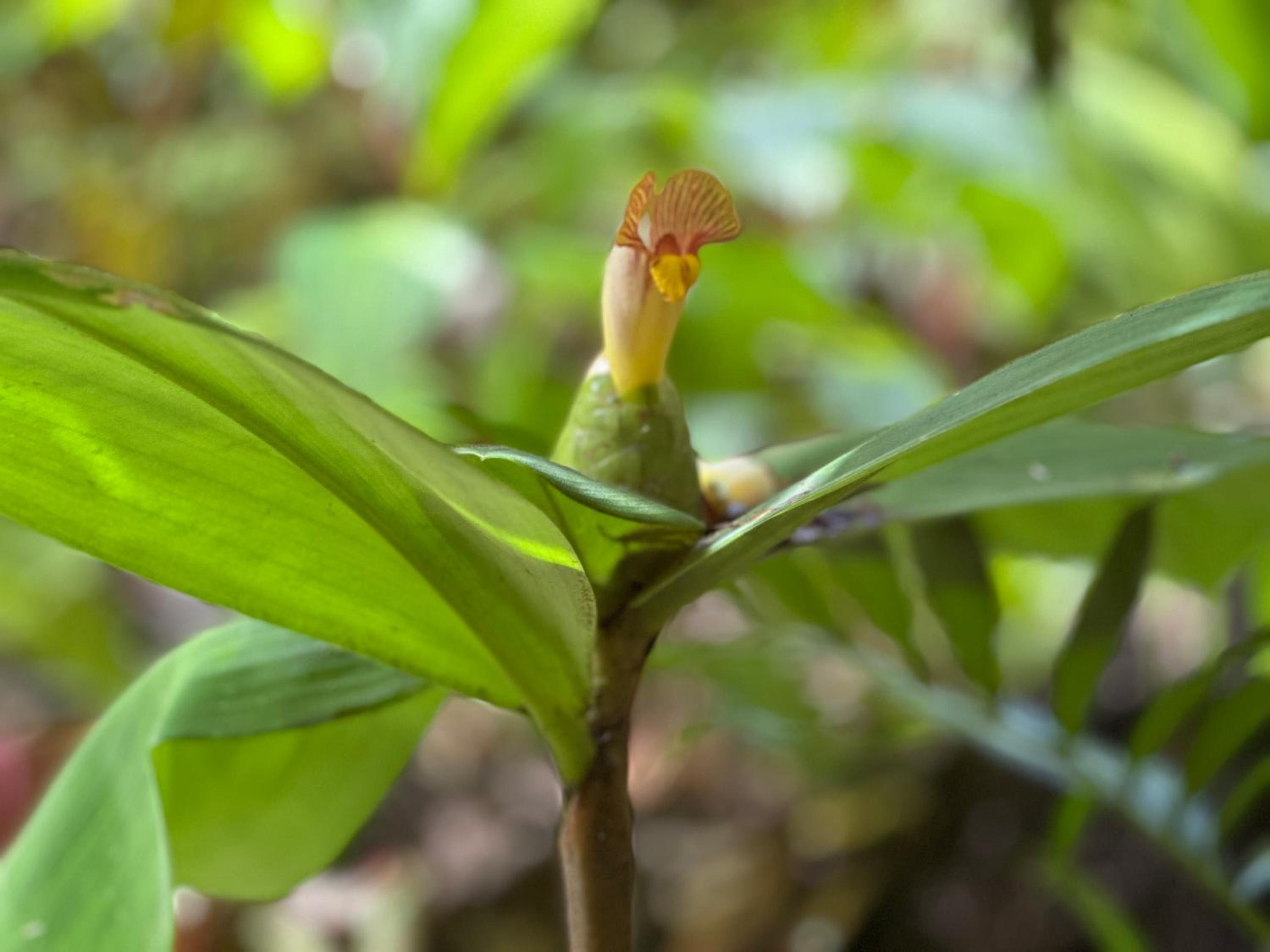 Daintree Secrets Rainforest Sanctuary